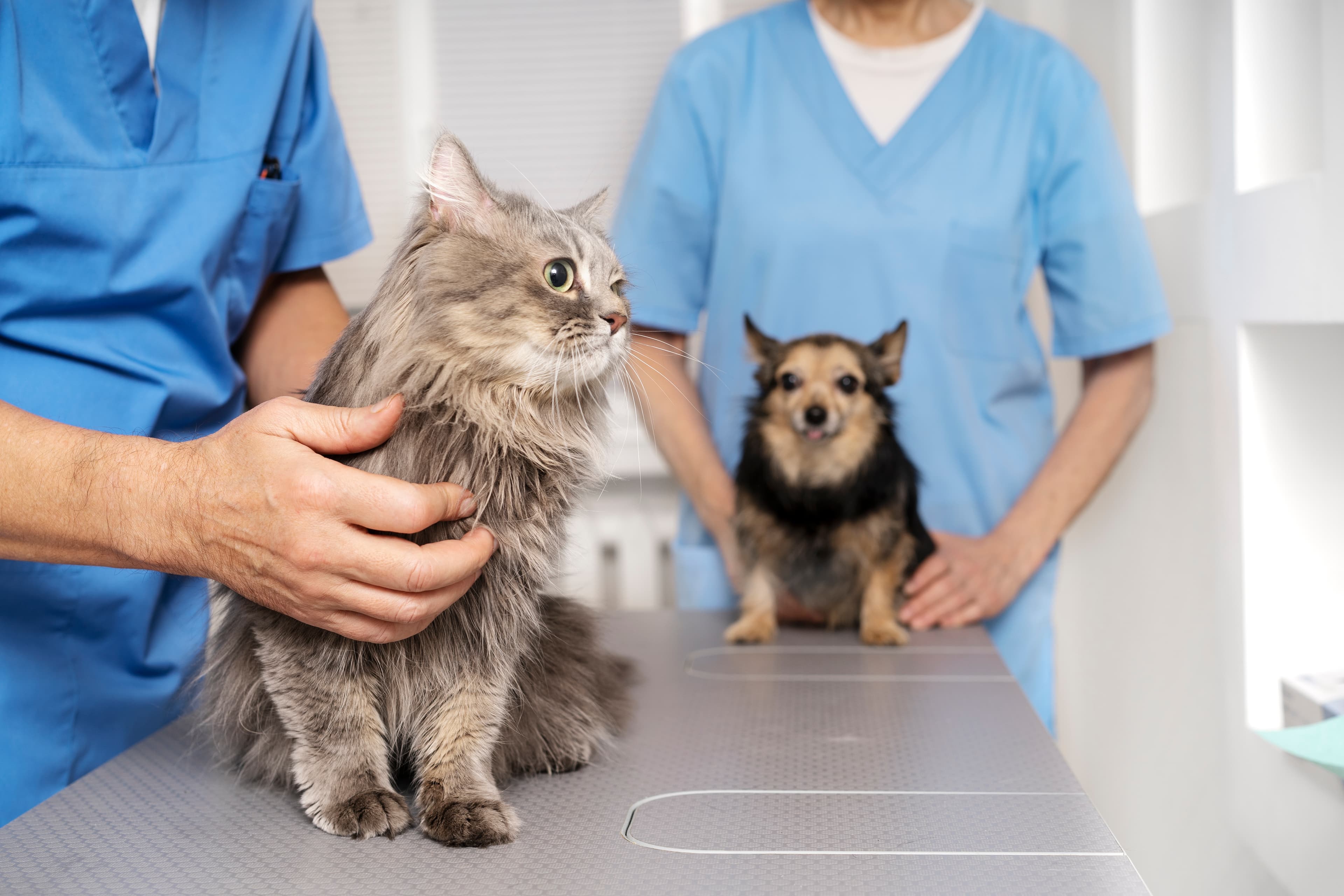 Veterinarian gently caring for an older pet