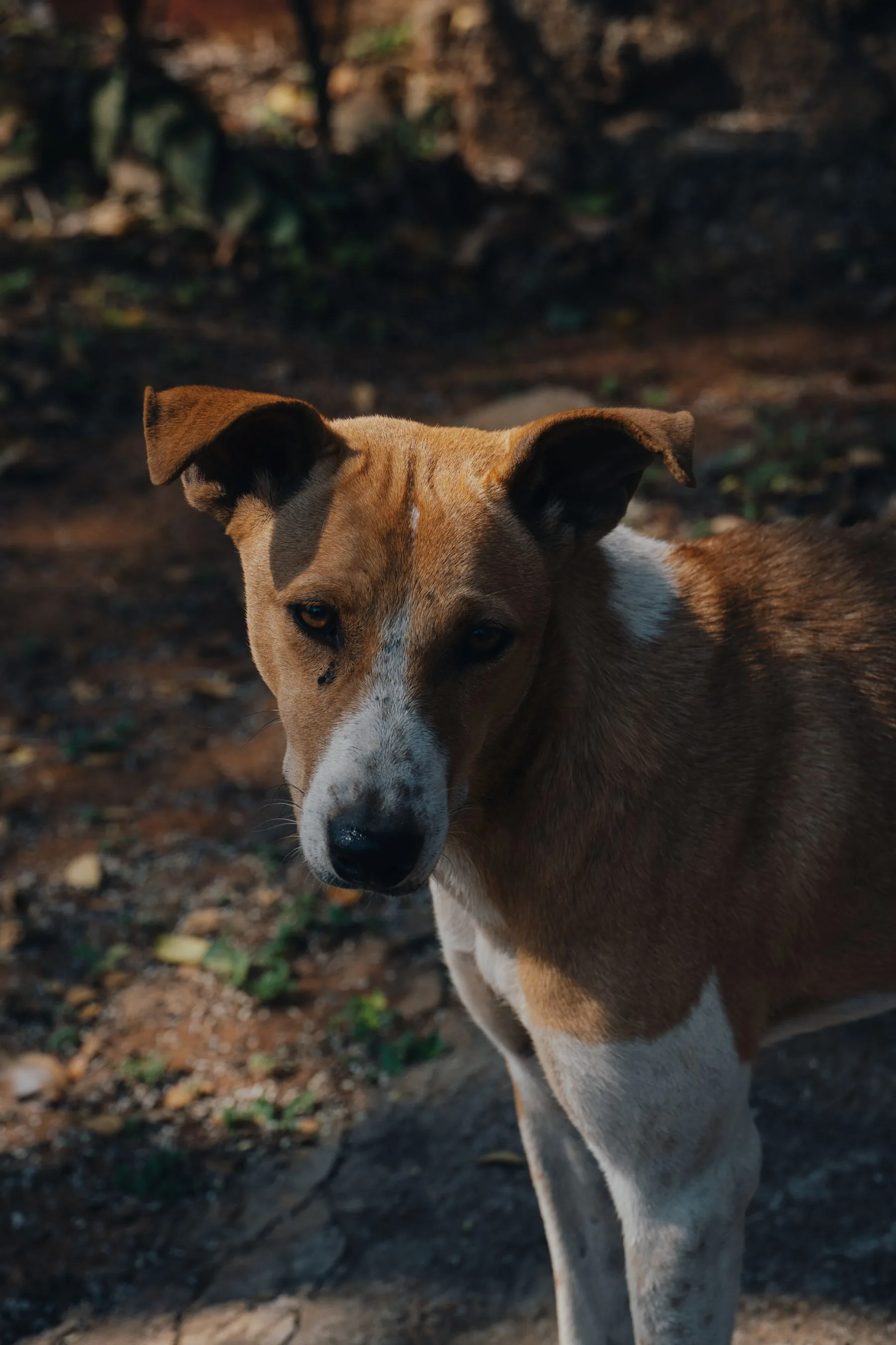 Portrait of an Indian Pariah dog outdoors