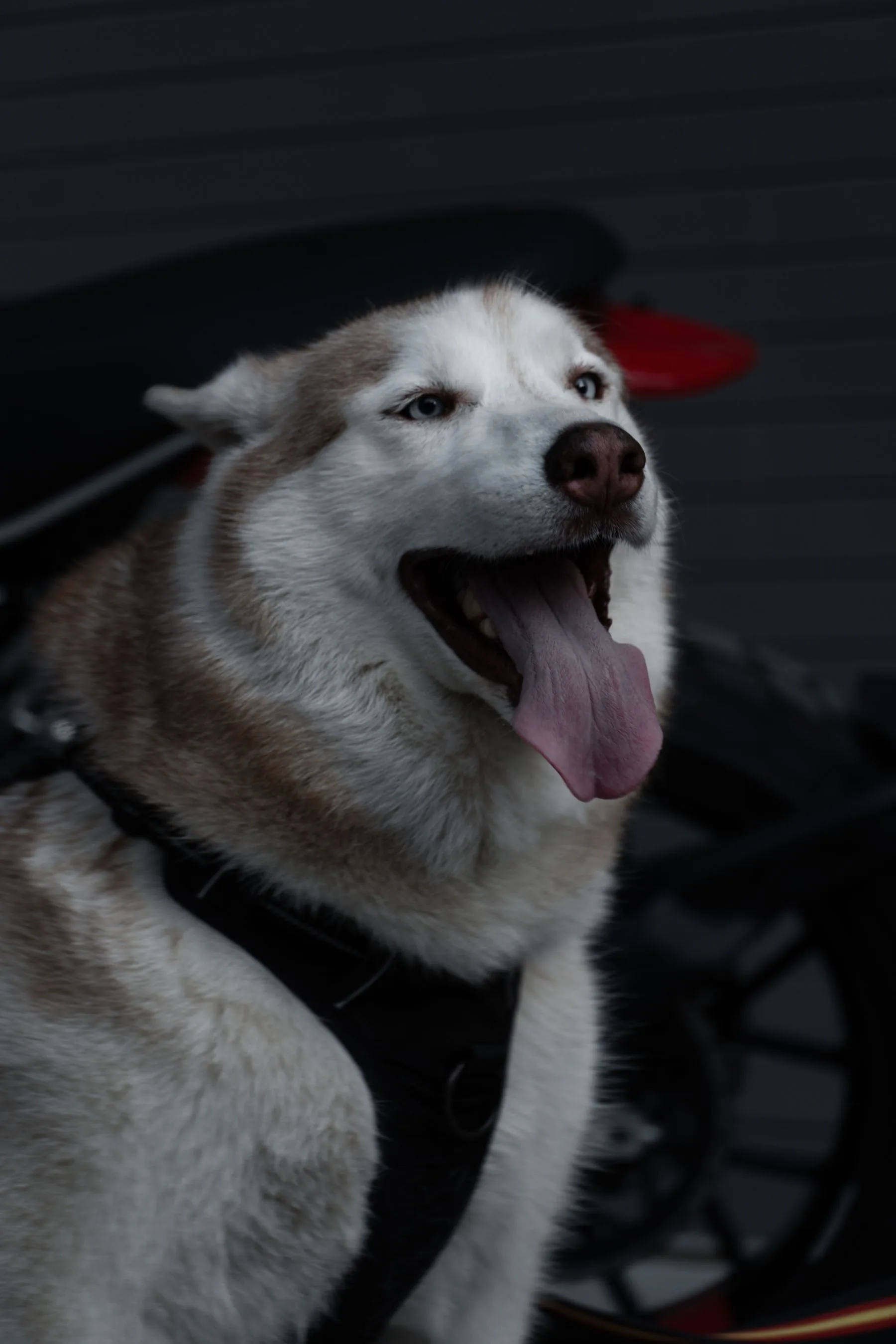 Siberian Husky outdoors with a playful expression