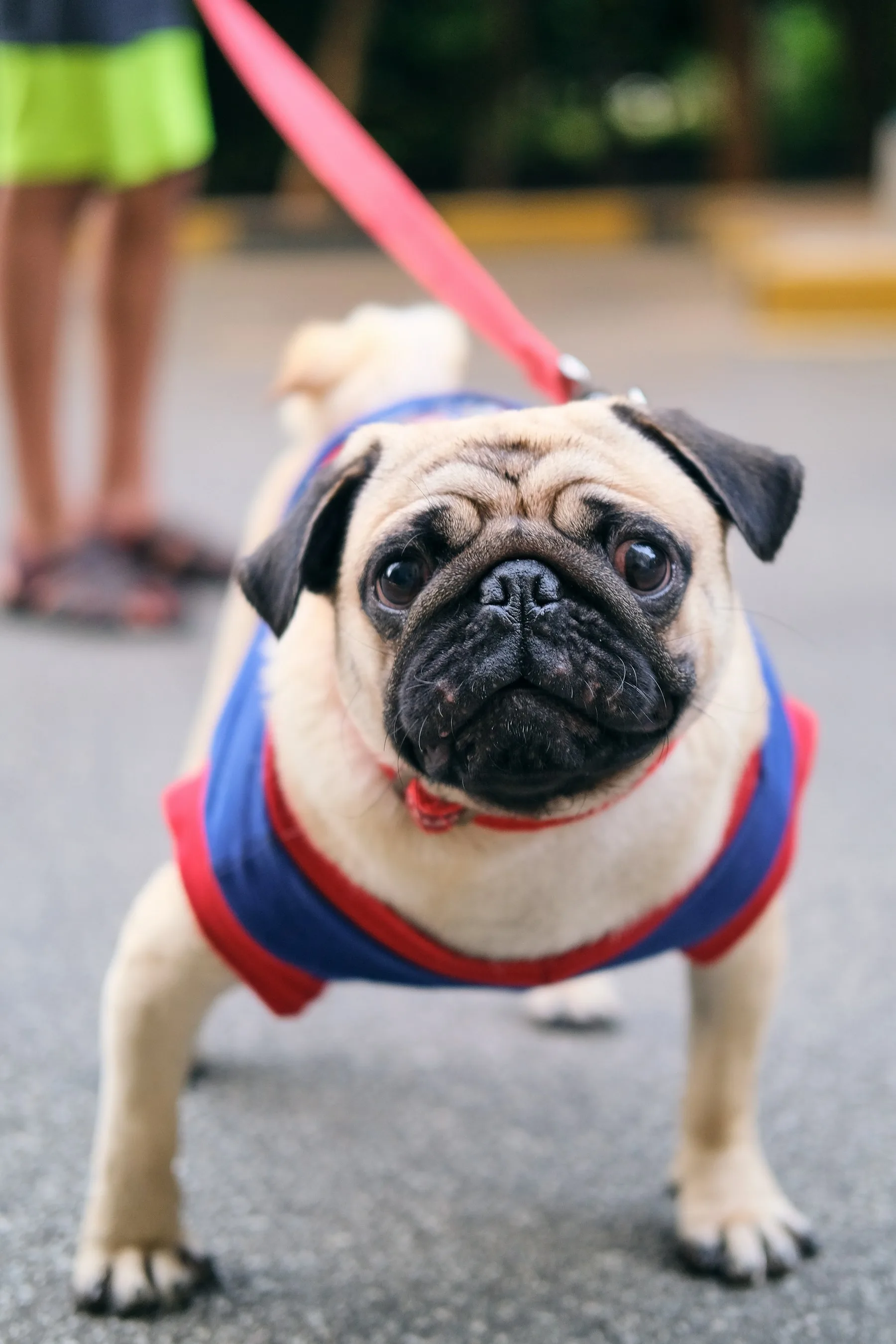 Pug wearing a red and blue harness on a pink lead in Bengaluru