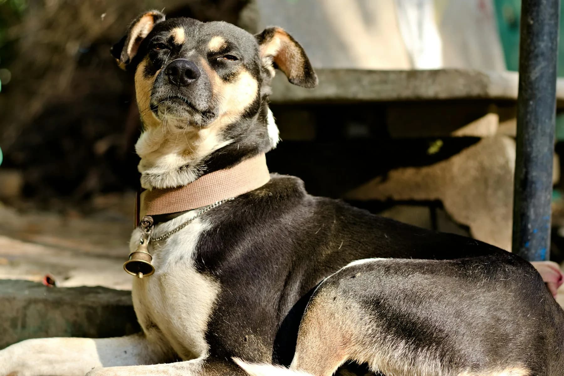 Mixed-breed dog resting outdoors in Bengaluru