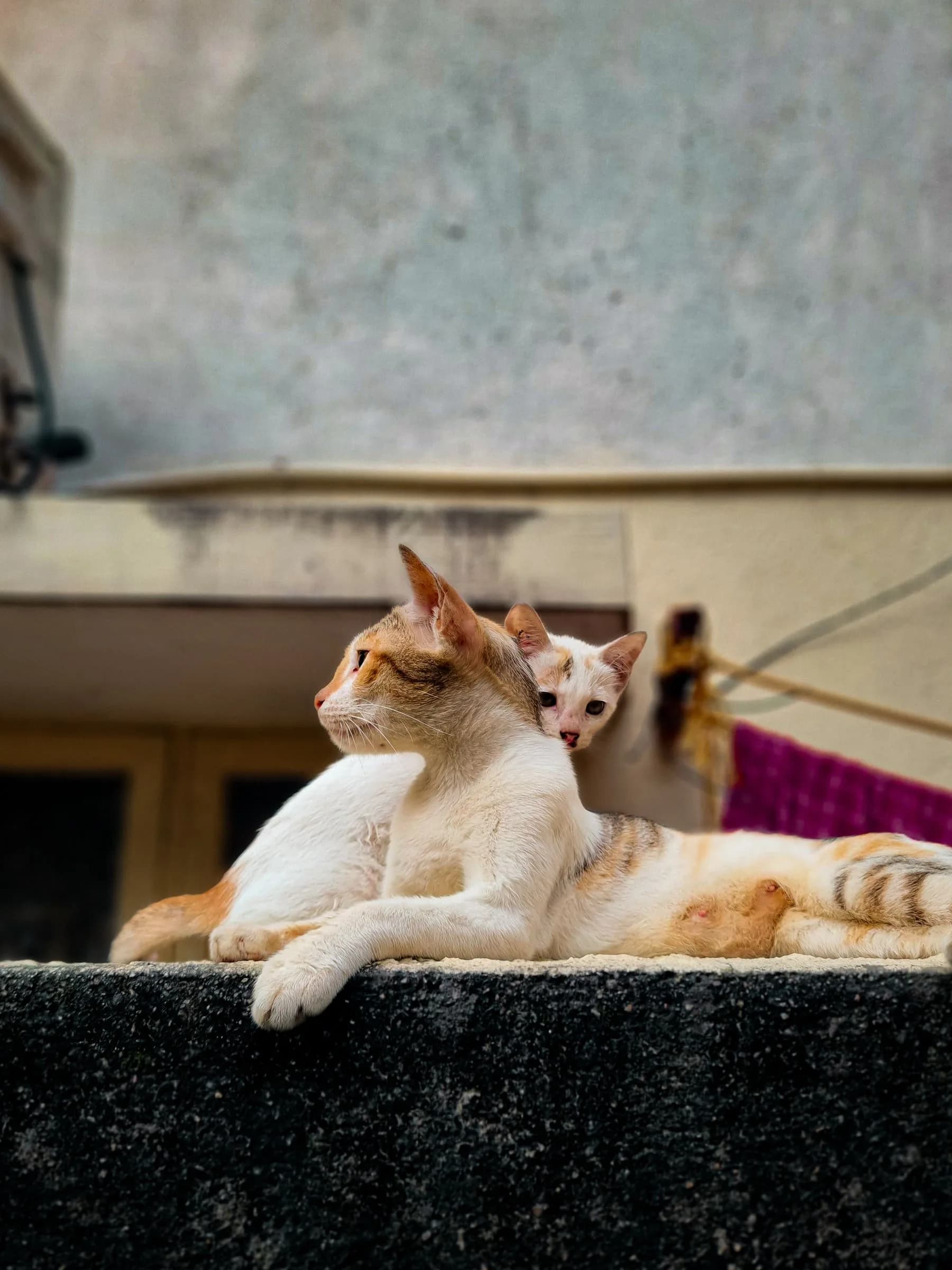 Two cats resting together on a wall