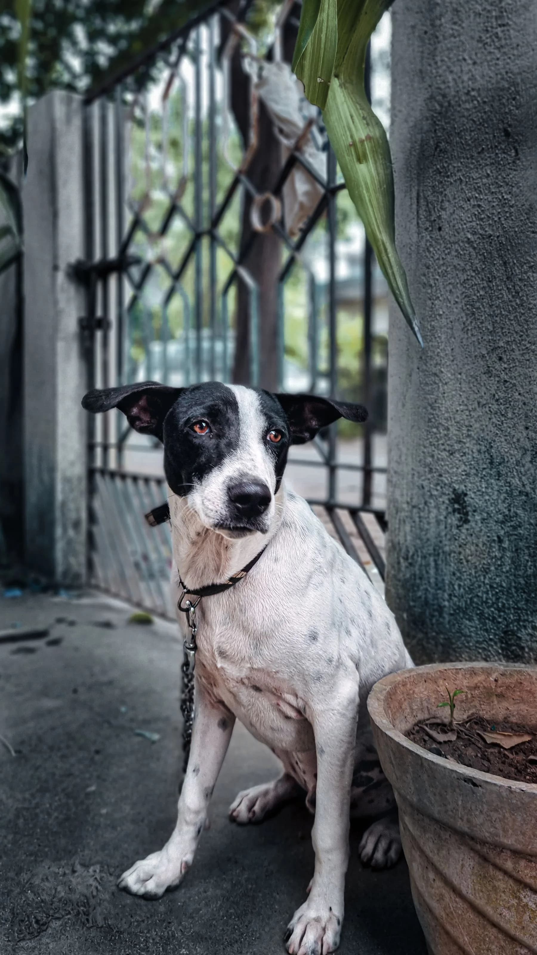 Black and white dog sitting on a lead beside a gate