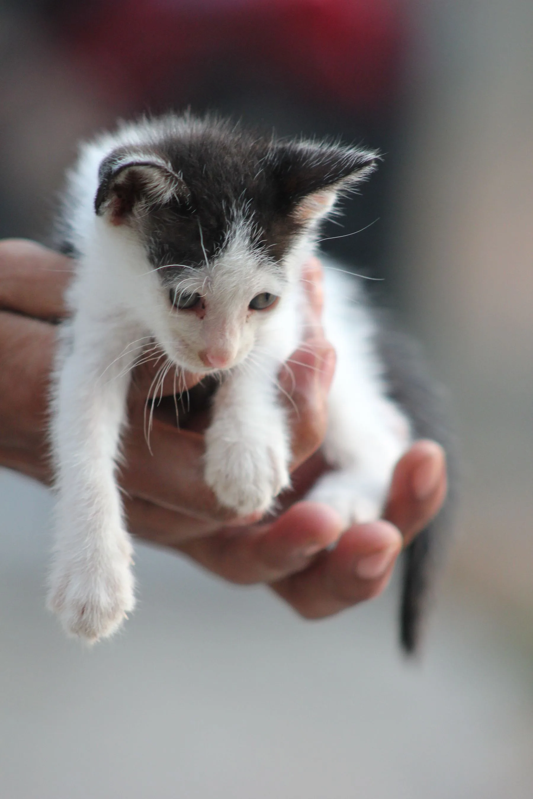 Black and white kitten gently held in a pair of hands