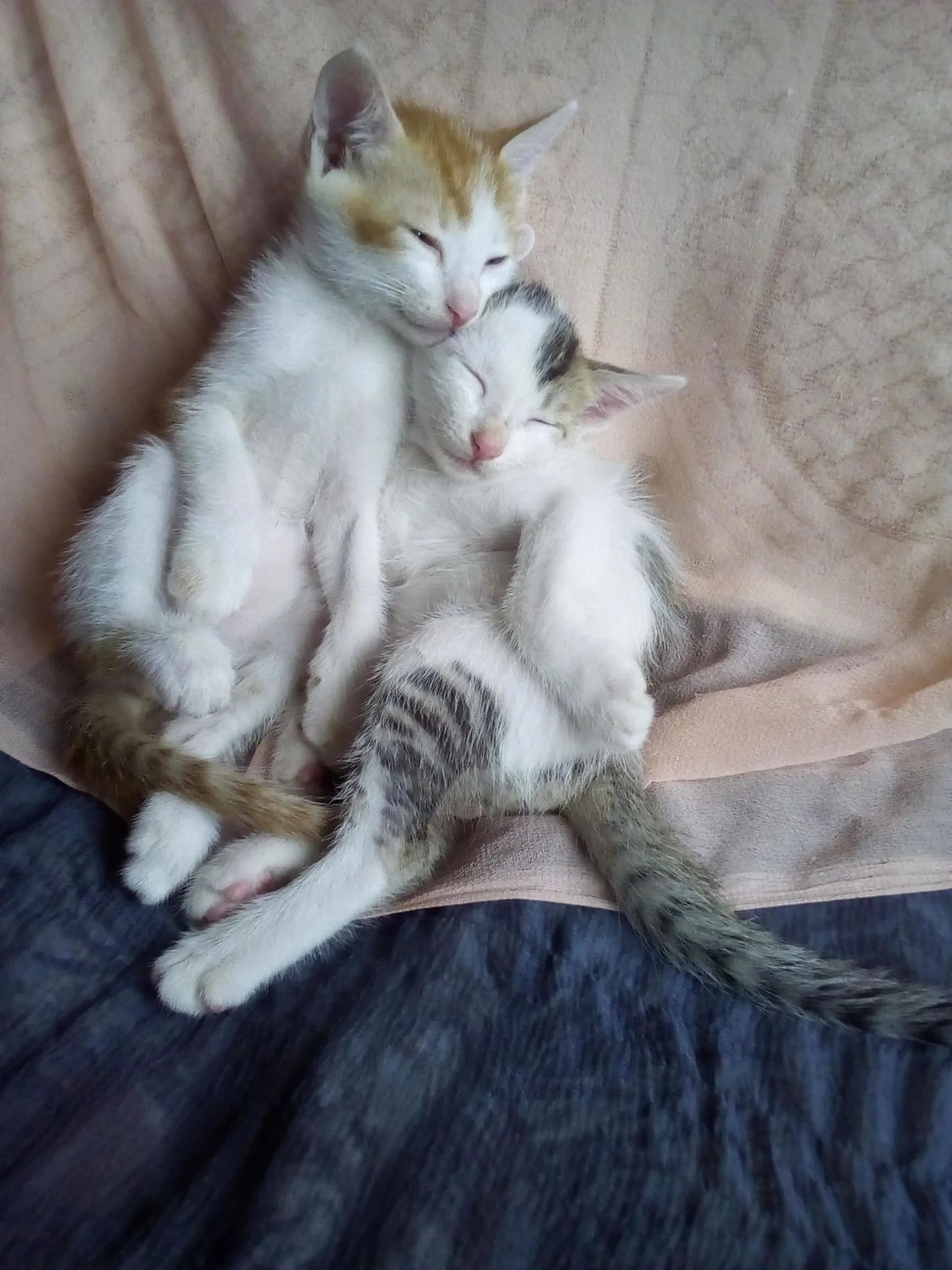 Two kittens sleeping together on a soft blanket