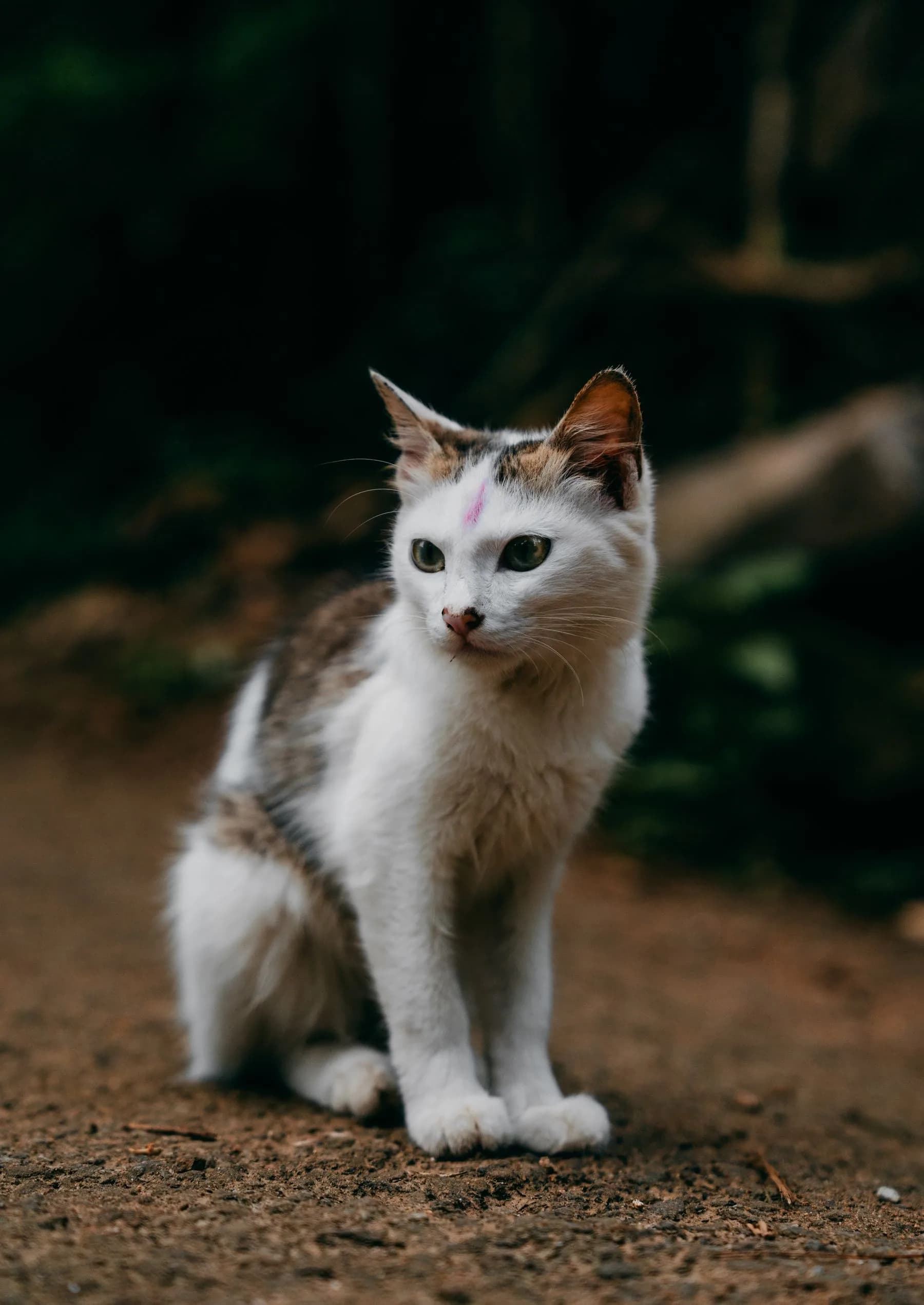 Cat sitting outdoors in a leafy setting
