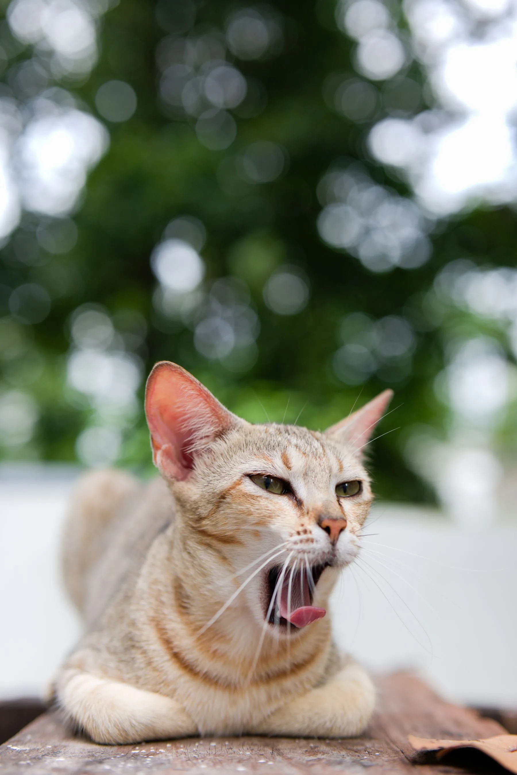 Cat yawning against a soft green background