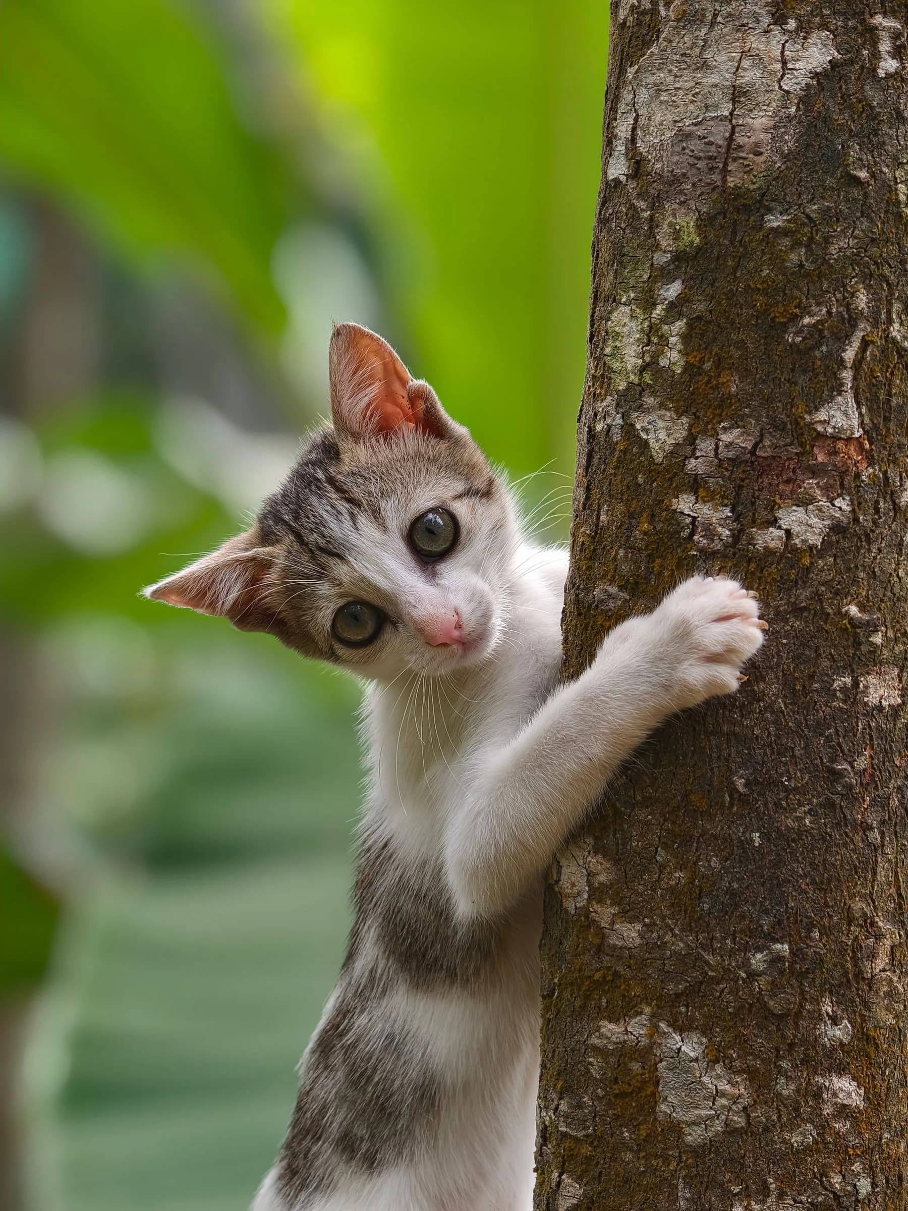 Kitten climbing a tree trunk