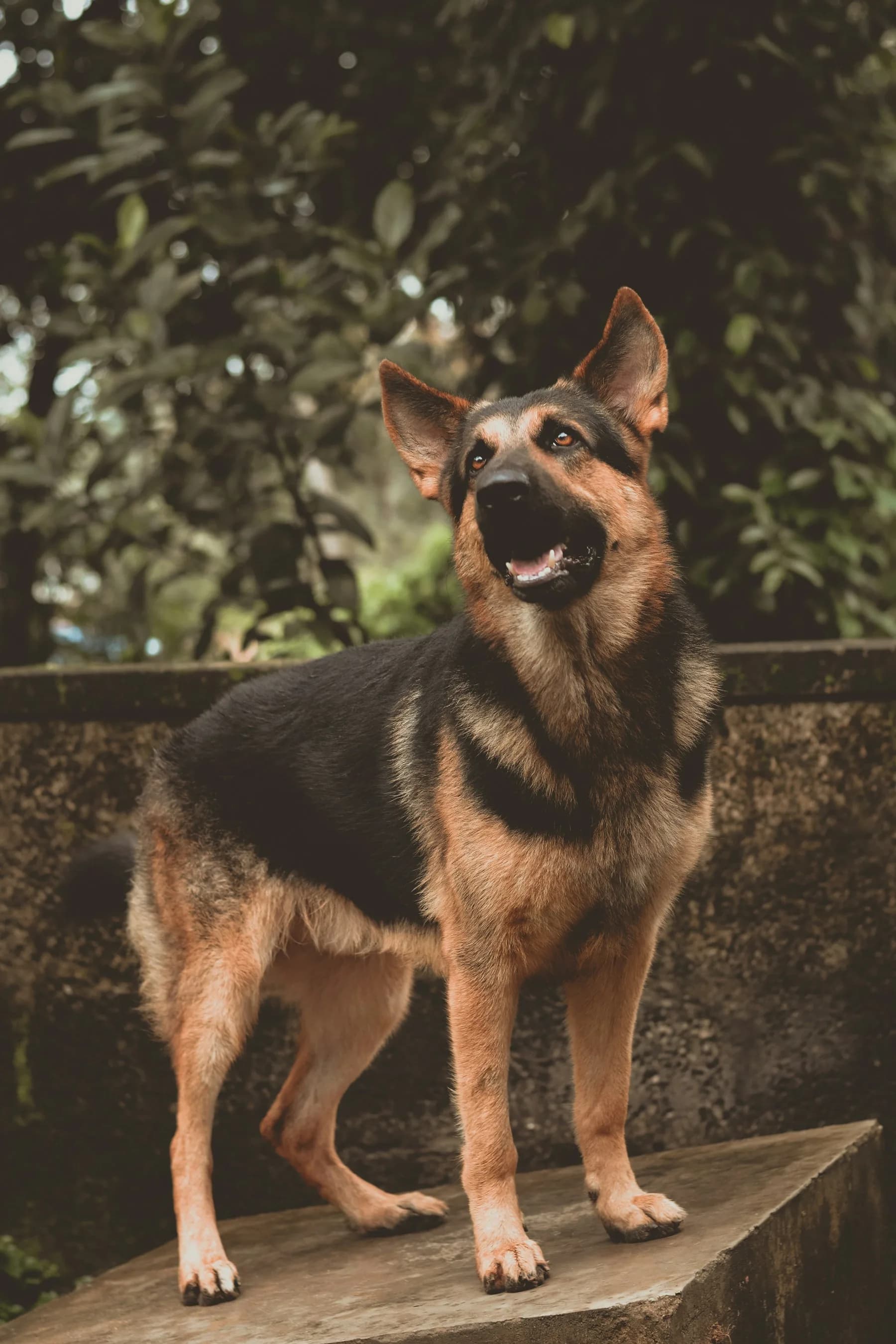 Black and tan German Shepherd portrait