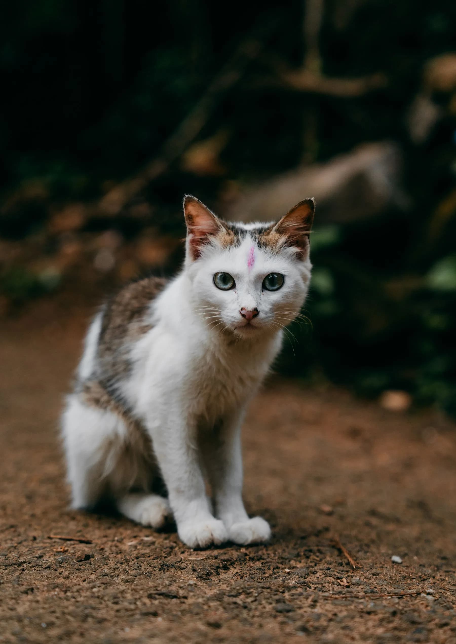 White cat with dark markings resting outdoors