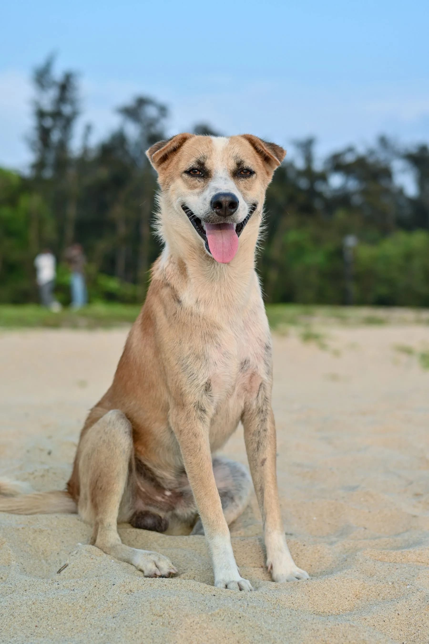 Dog sitting on the sand at the beach