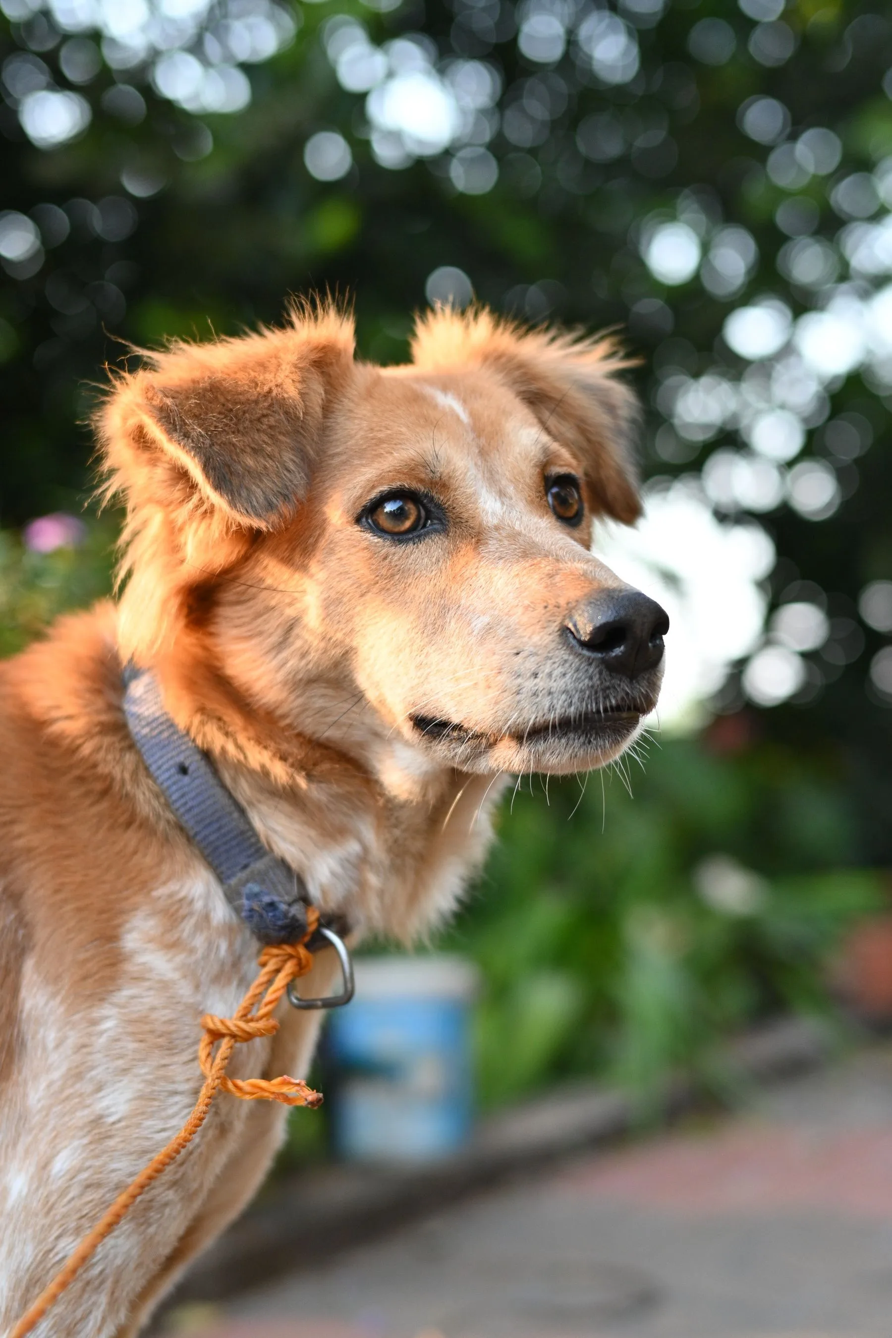 Dog on a lead looking attentively to one side