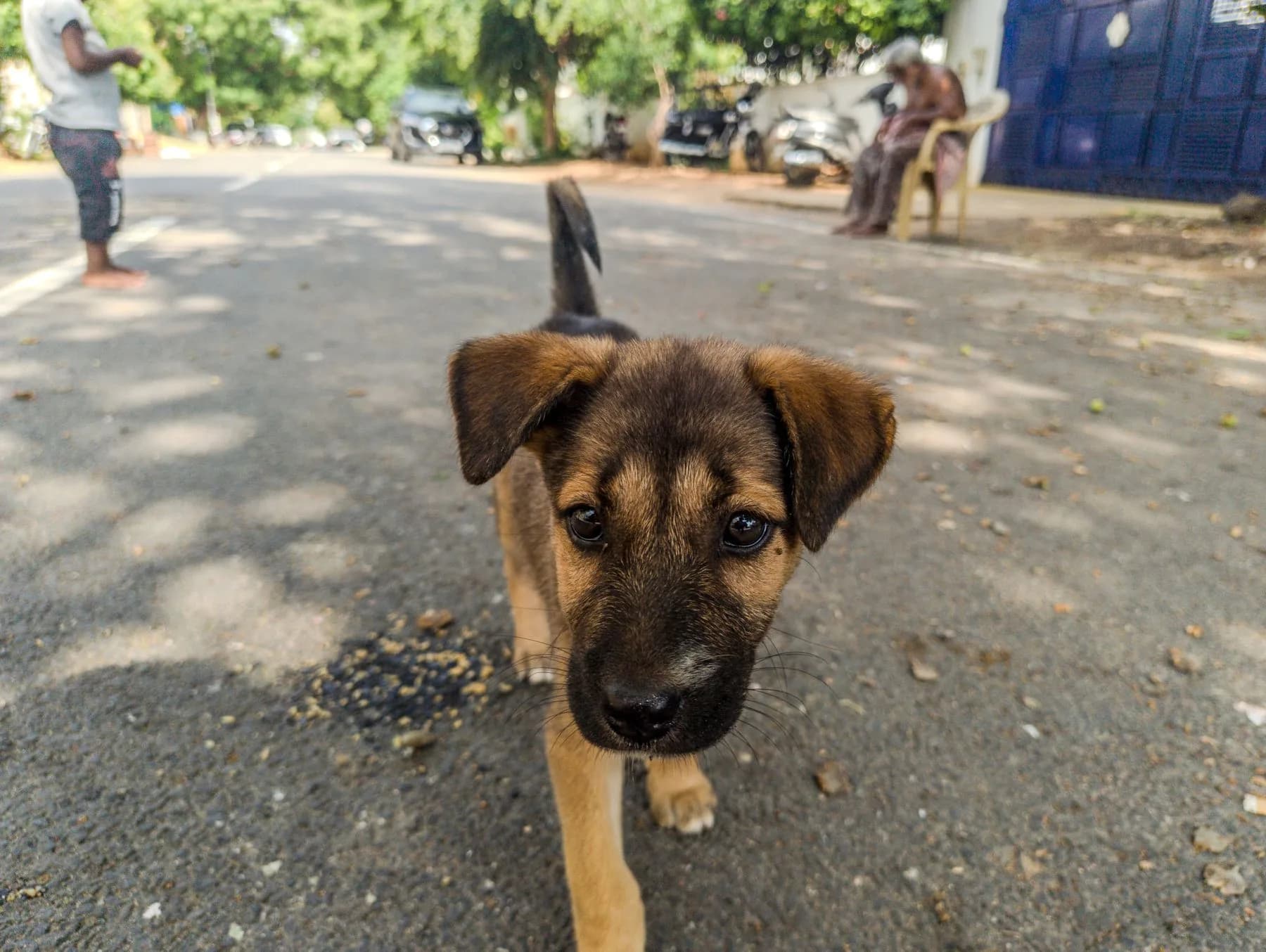 Young puppy walking along a sunny street