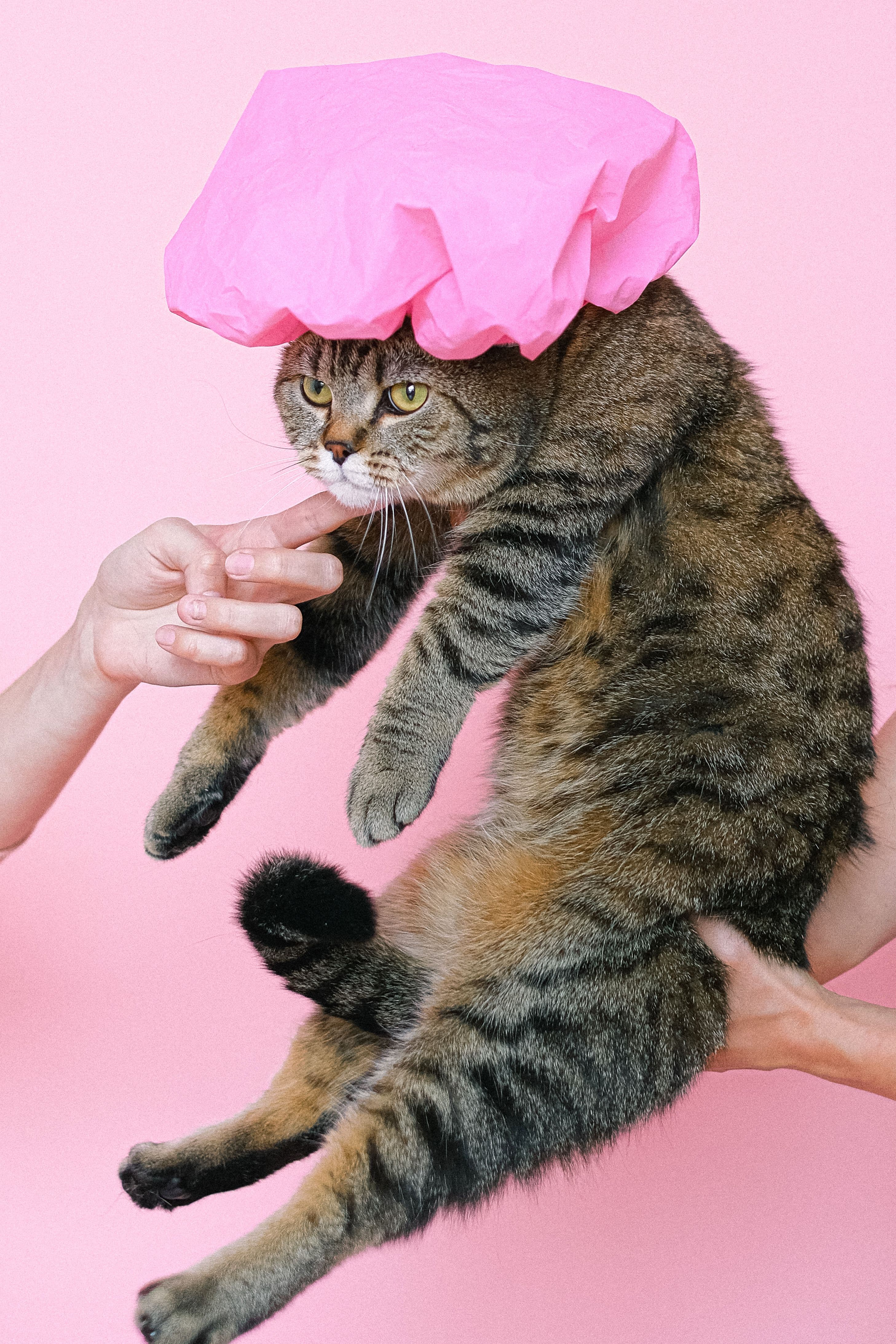 Tabby cat wearing a pink shower cap during grooming