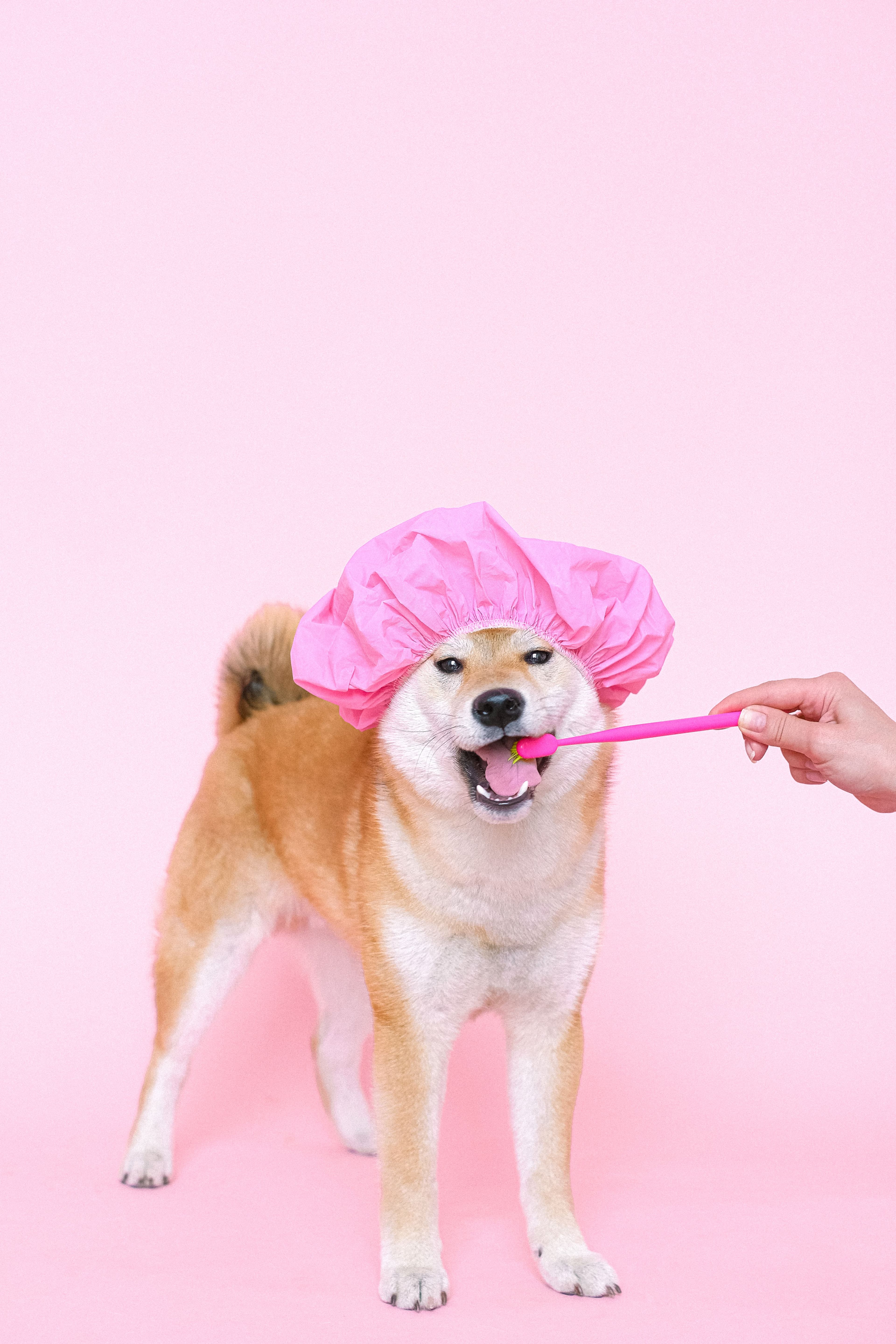 Shiba Inu receiving gentle dental care during grooming