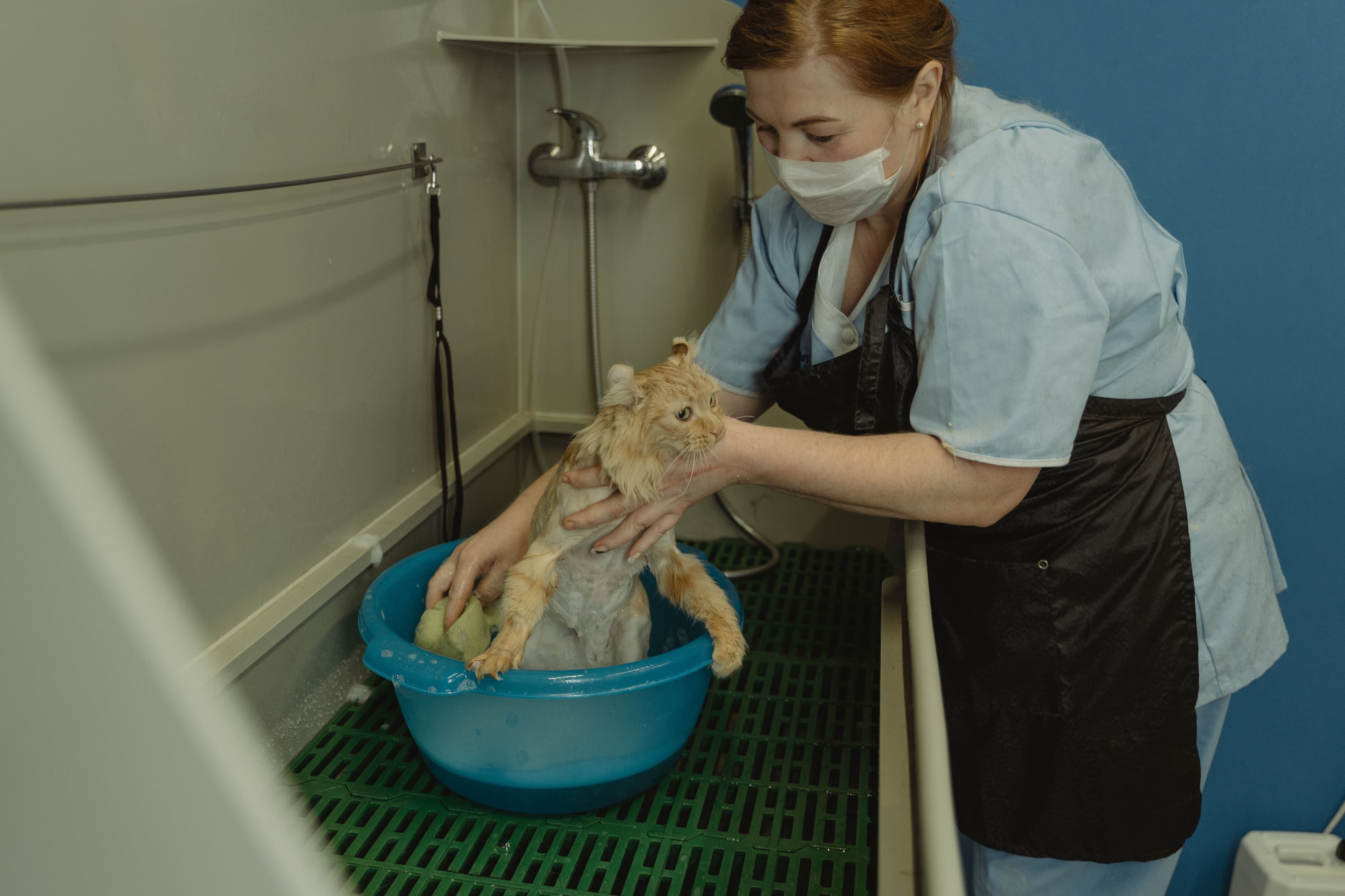 Professional groomer bathing a ginger cat in the salon