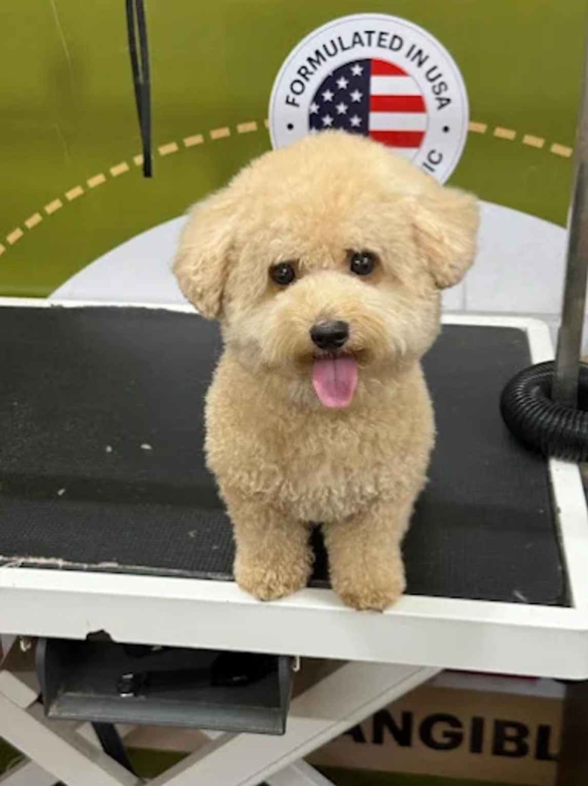 Cream curly-coated dog sitting on a grooming table with its tongue out