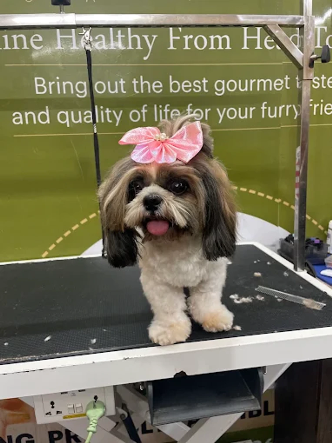 Small grey and white dog with a large pink hair bow standing on a grooming table