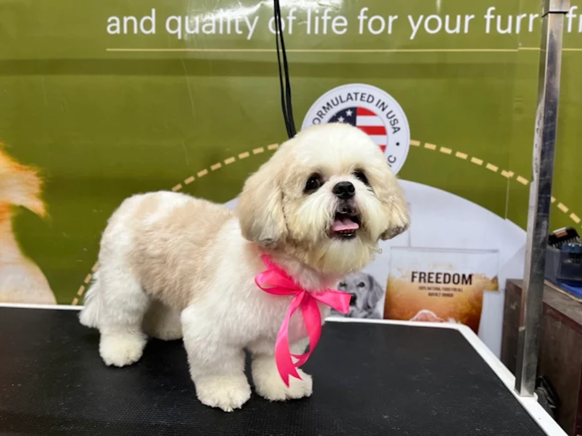 Cream and white dog wearing a pink neck ribbon on a grooming table