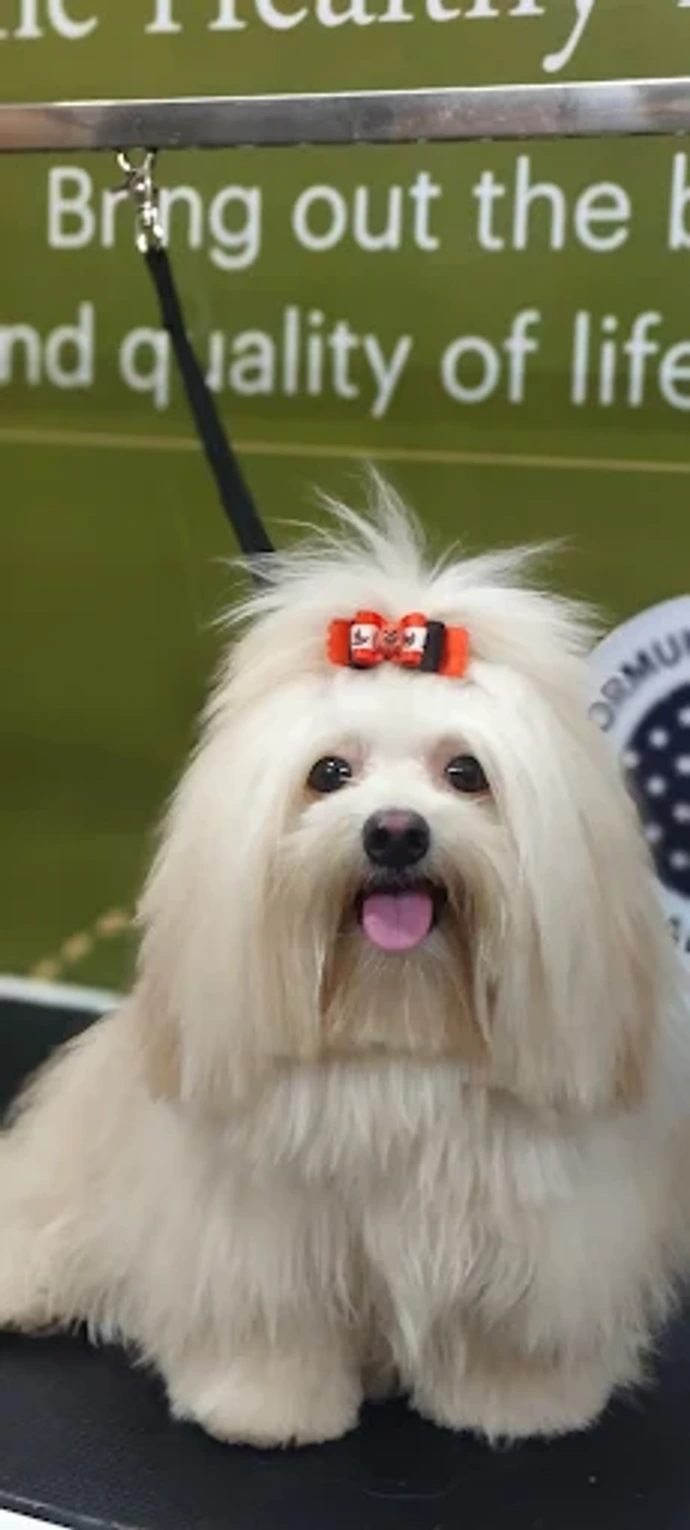 Long-haired white dog with a red hair accessory sitting on a grooming table