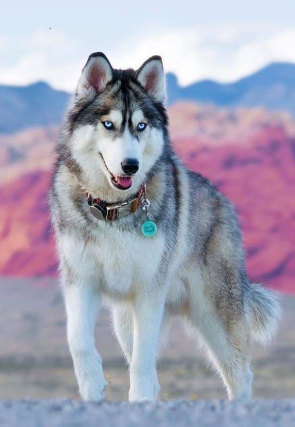 Siberian Husky dog
