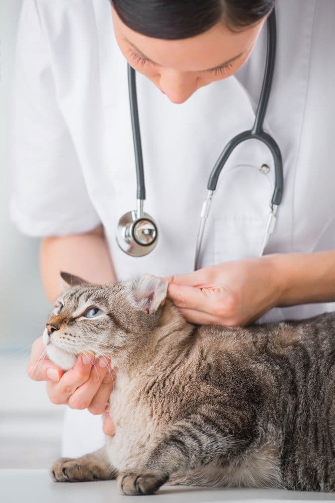 Veterinarian examining a tabby cat's ear