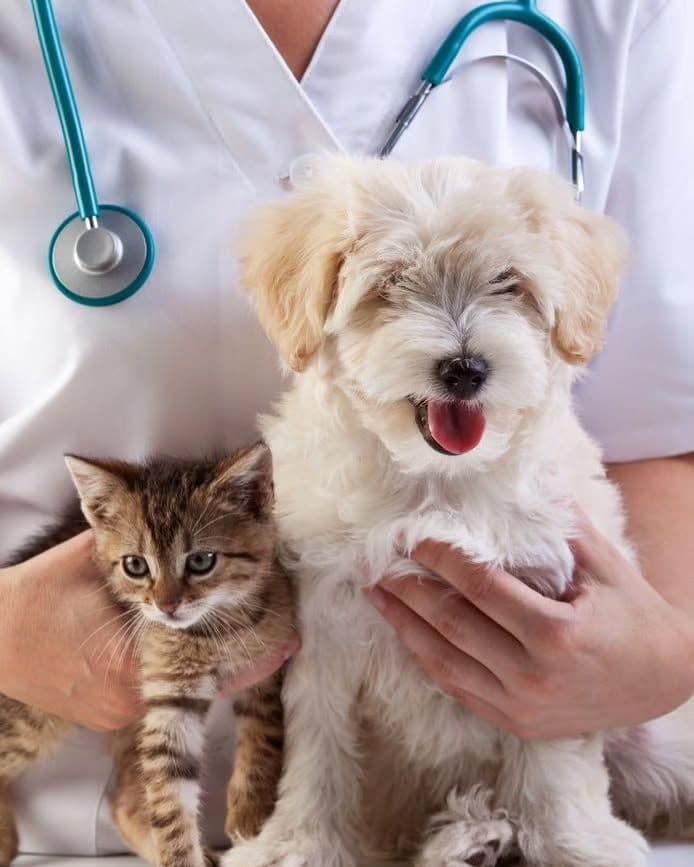 Veterinarian consulting with a pet owner