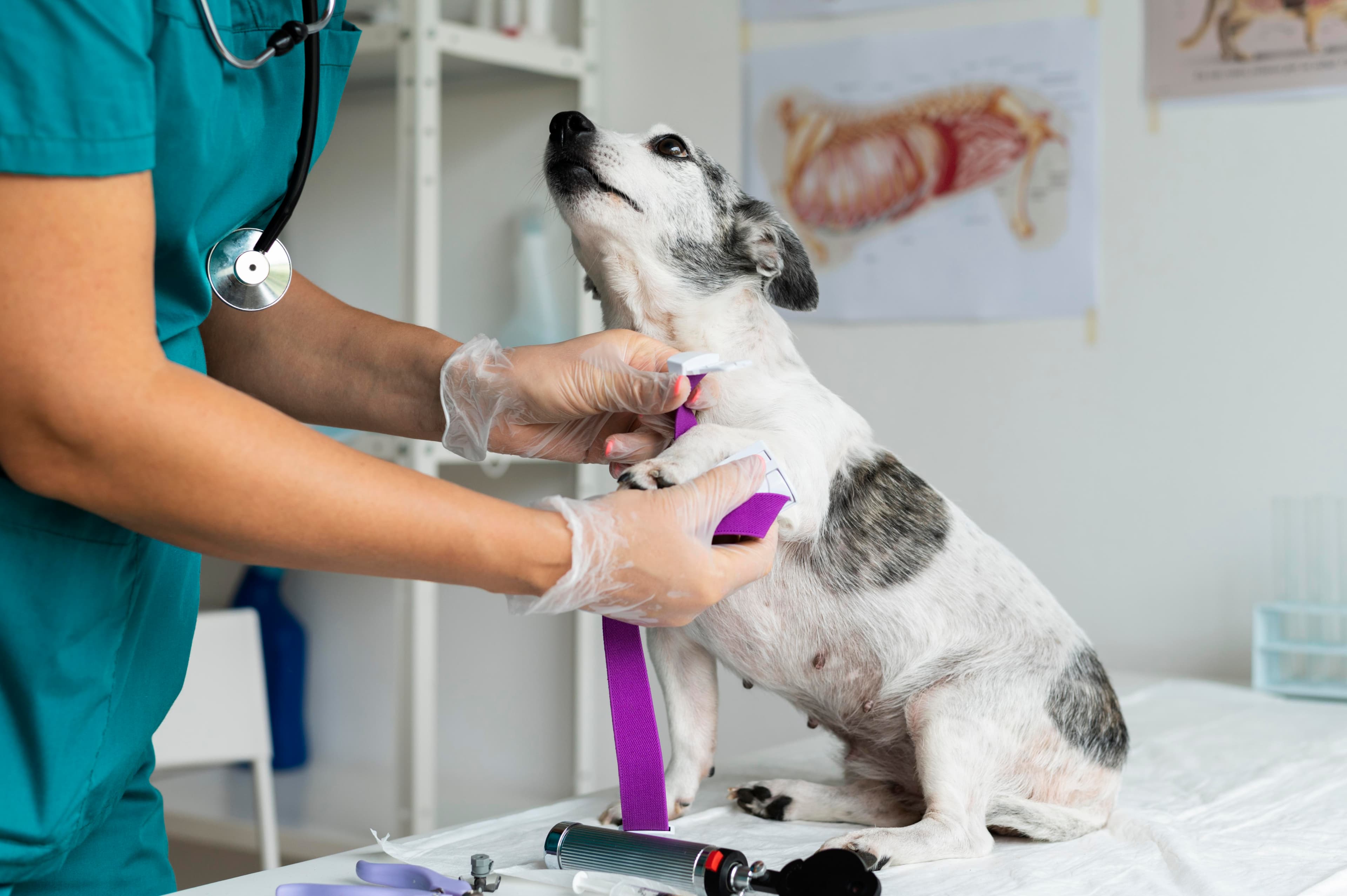 Veterinarian caring for a dog at Happy Pet Shop clinic