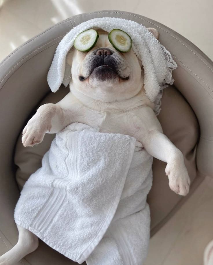 Pet Spa & Treatments