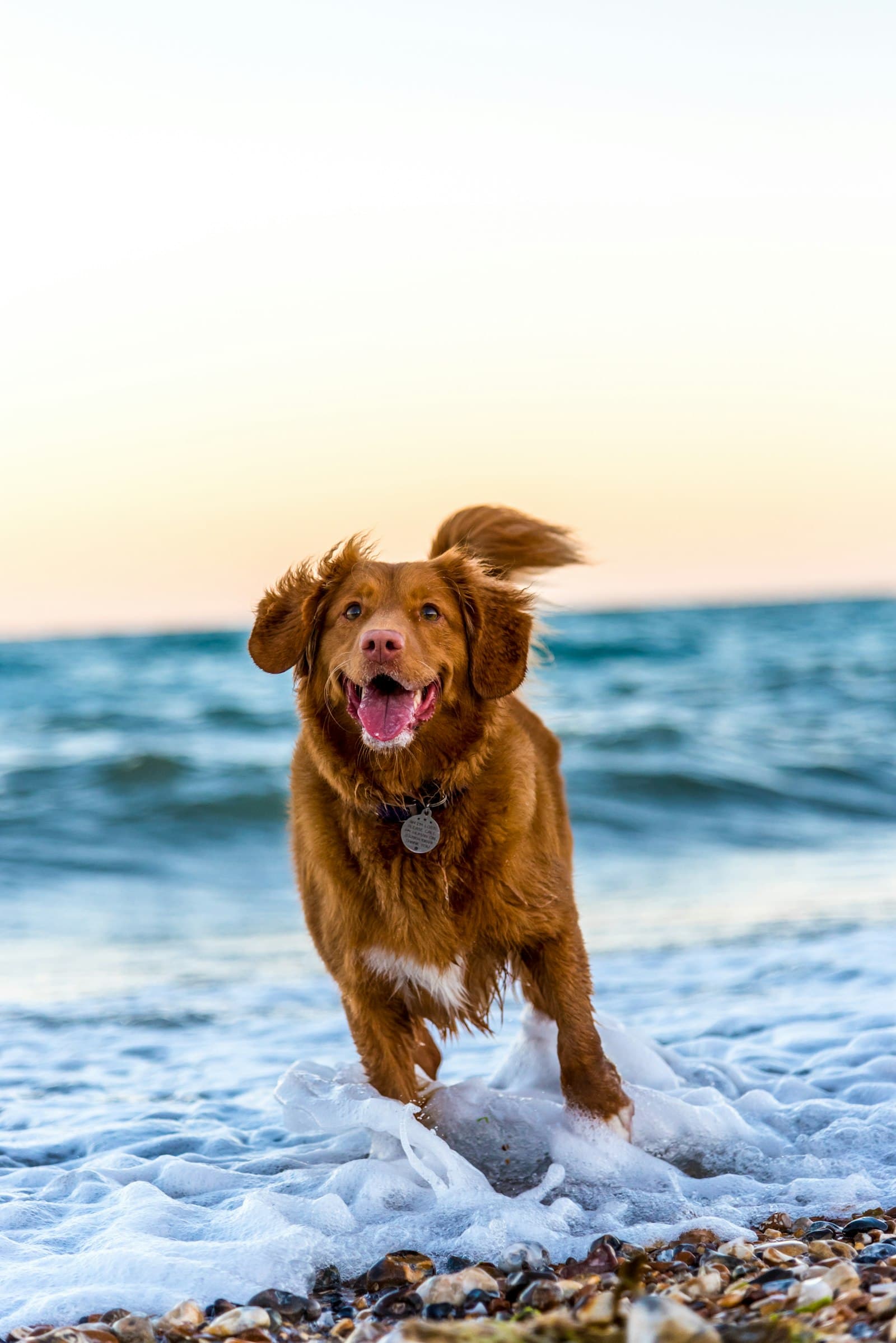 Woman hugging golden retriever at sunset