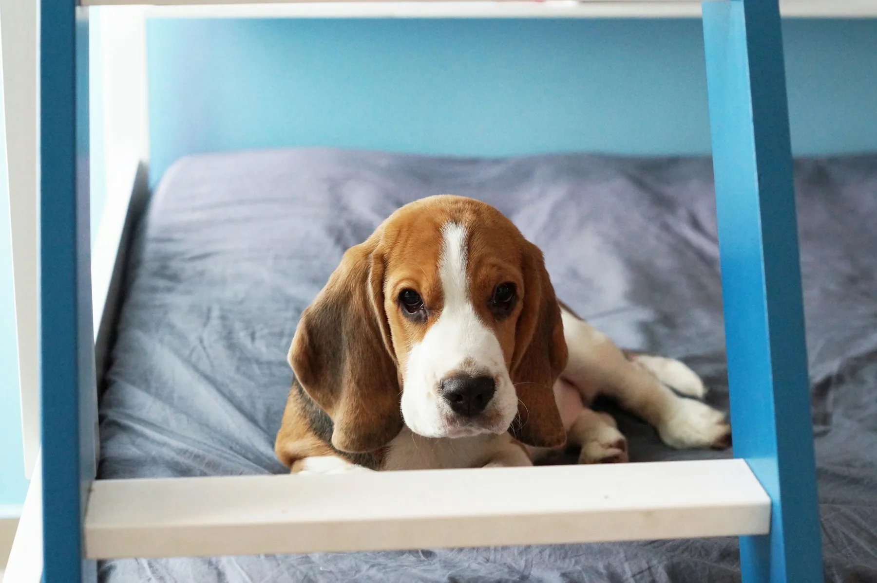 Beagle relaxing on soft bedding