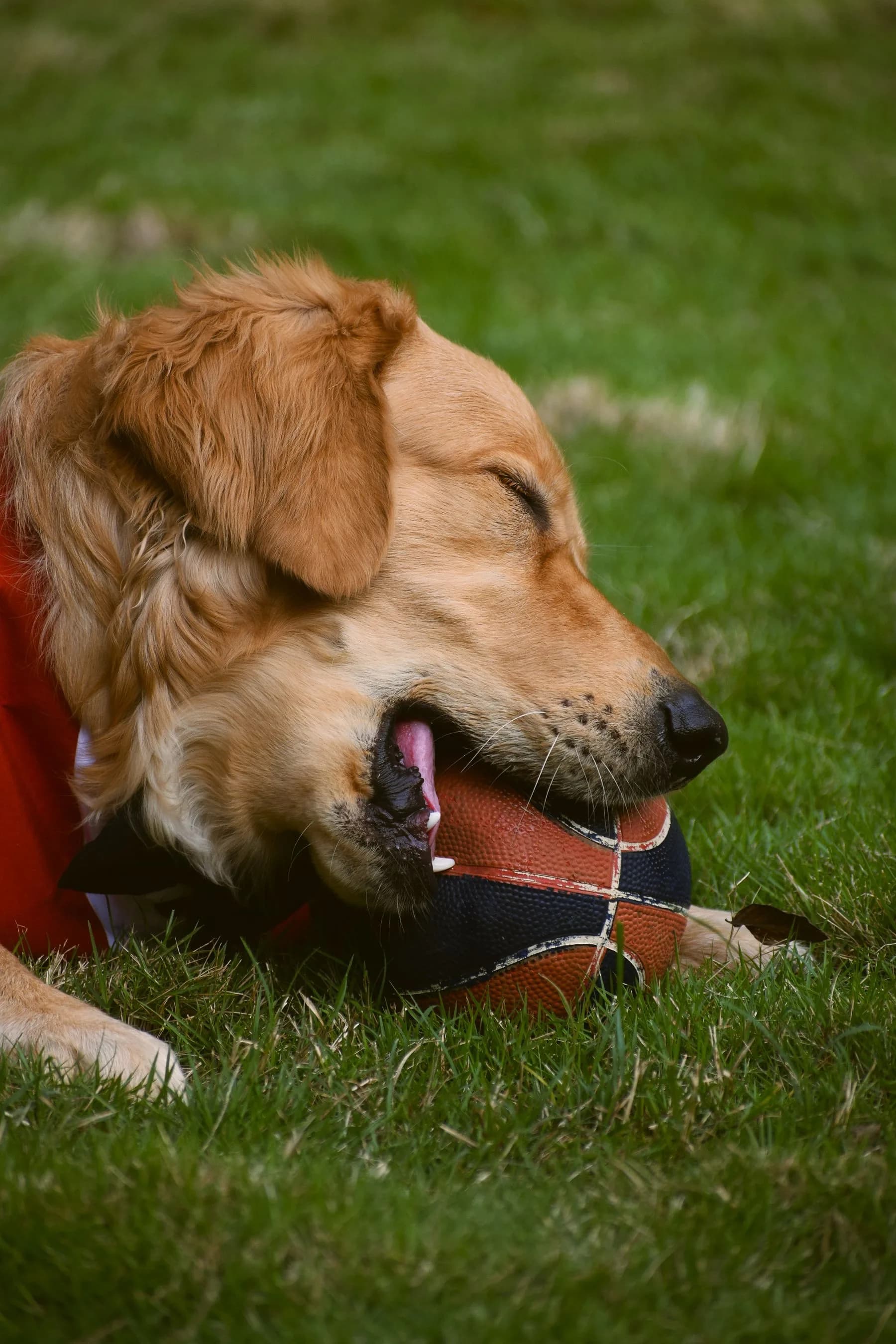 Golden Retriever playing with a ball on the grass