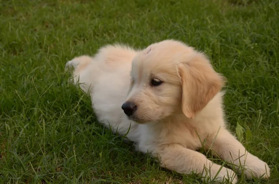 Golden Retriever puppy