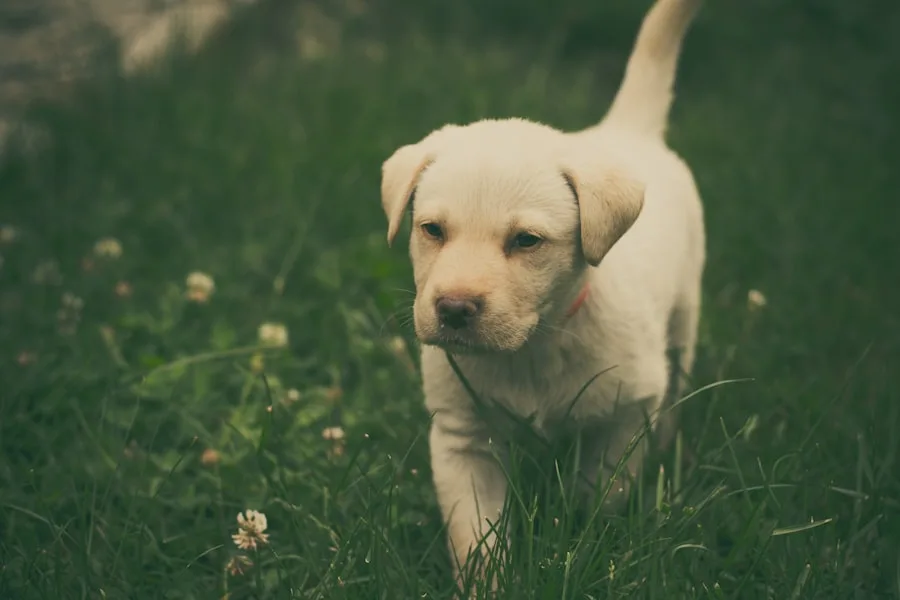 Yellow Labrador Retriever puppy on grass