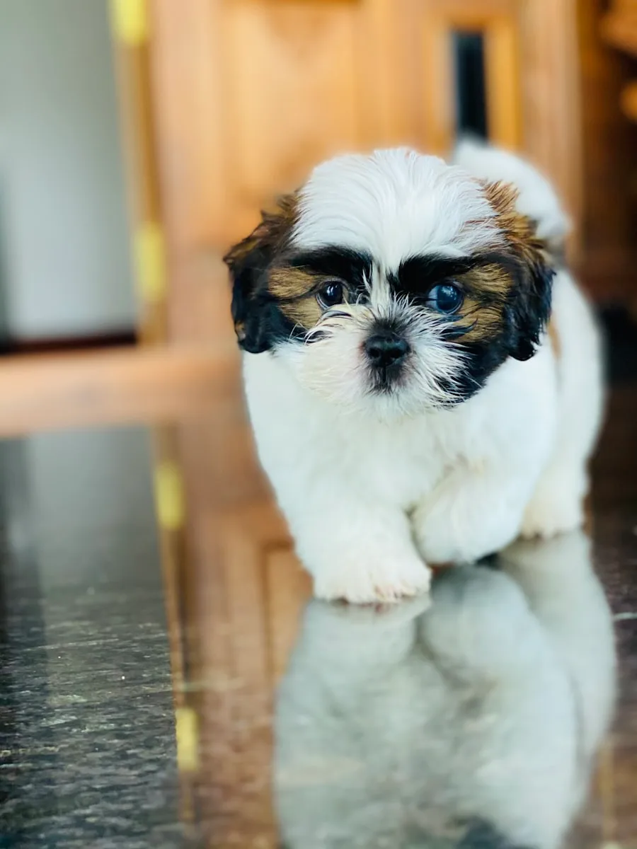 Shih Tzu puppy