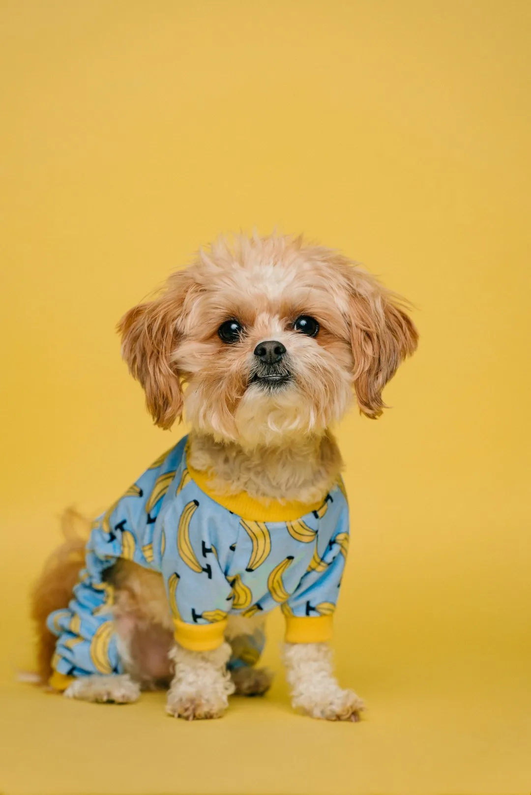 Dog Essentials
