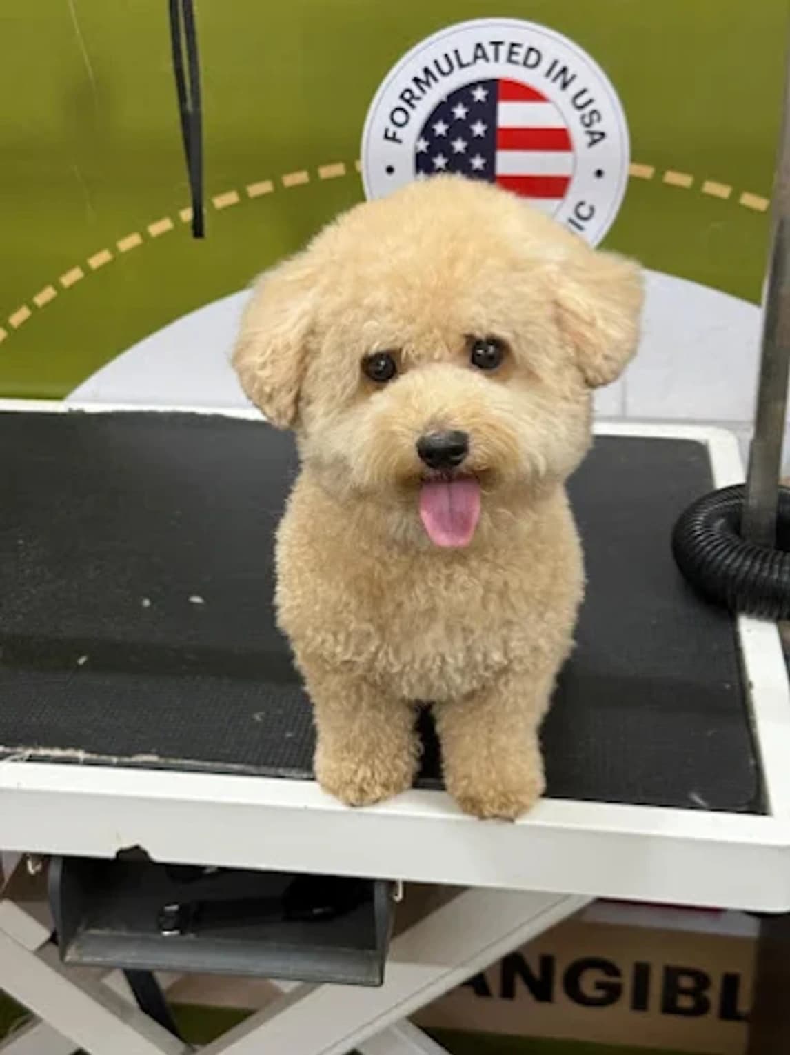 Cream curly-coated dog sitting on a grooming table at Happy Pets Shop