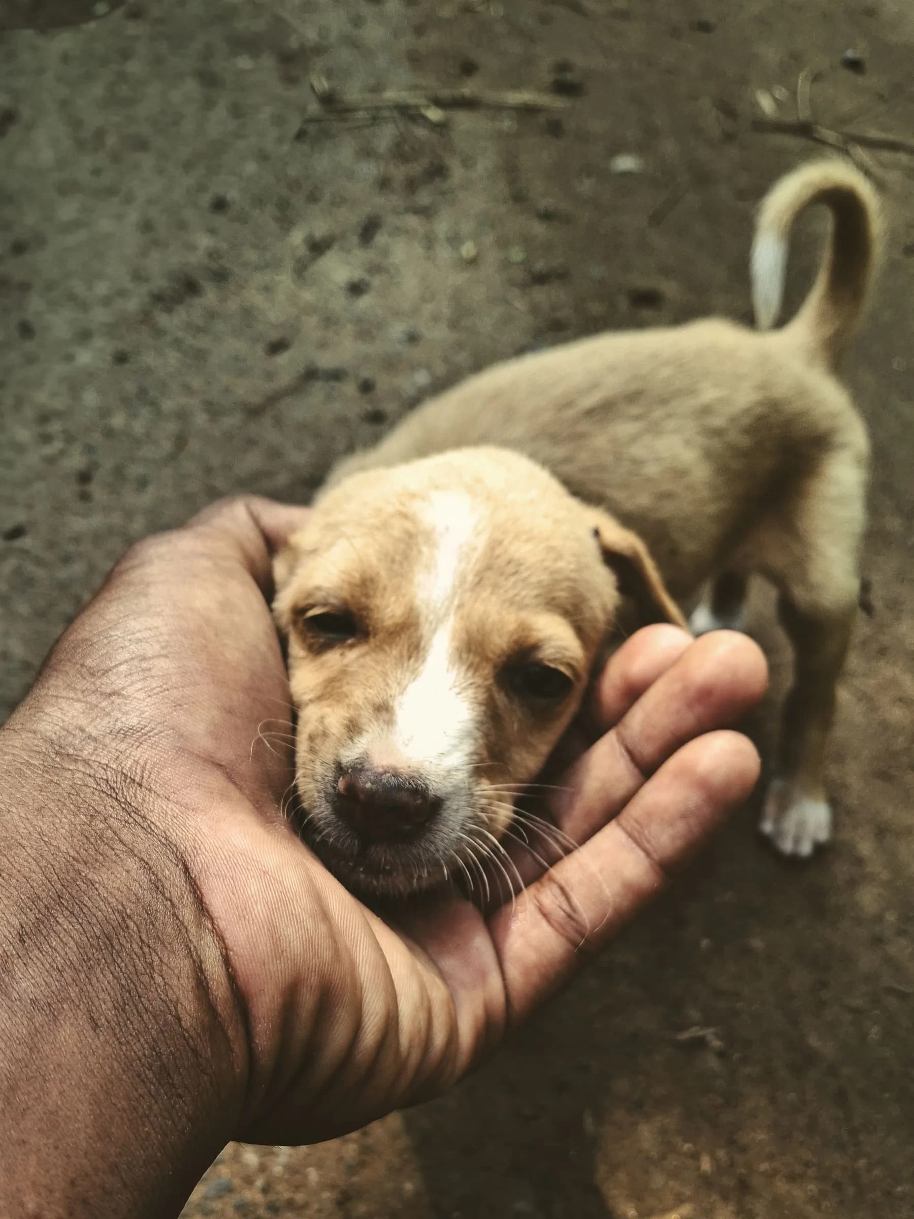 Small puppy gently held outdoors
