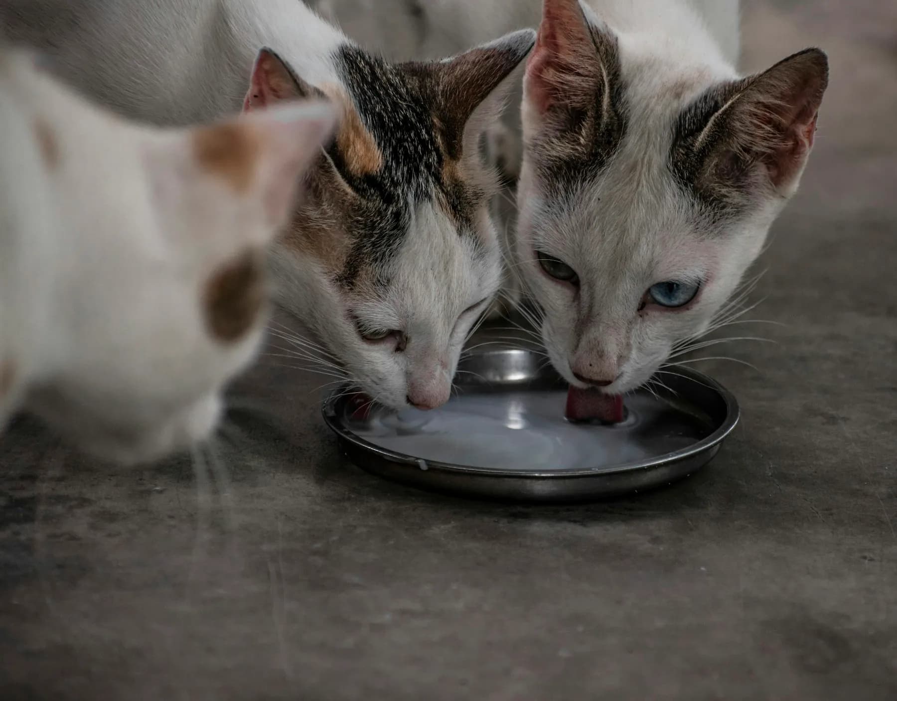 Cats sharing a metal bowl in Puthucode, Kerala