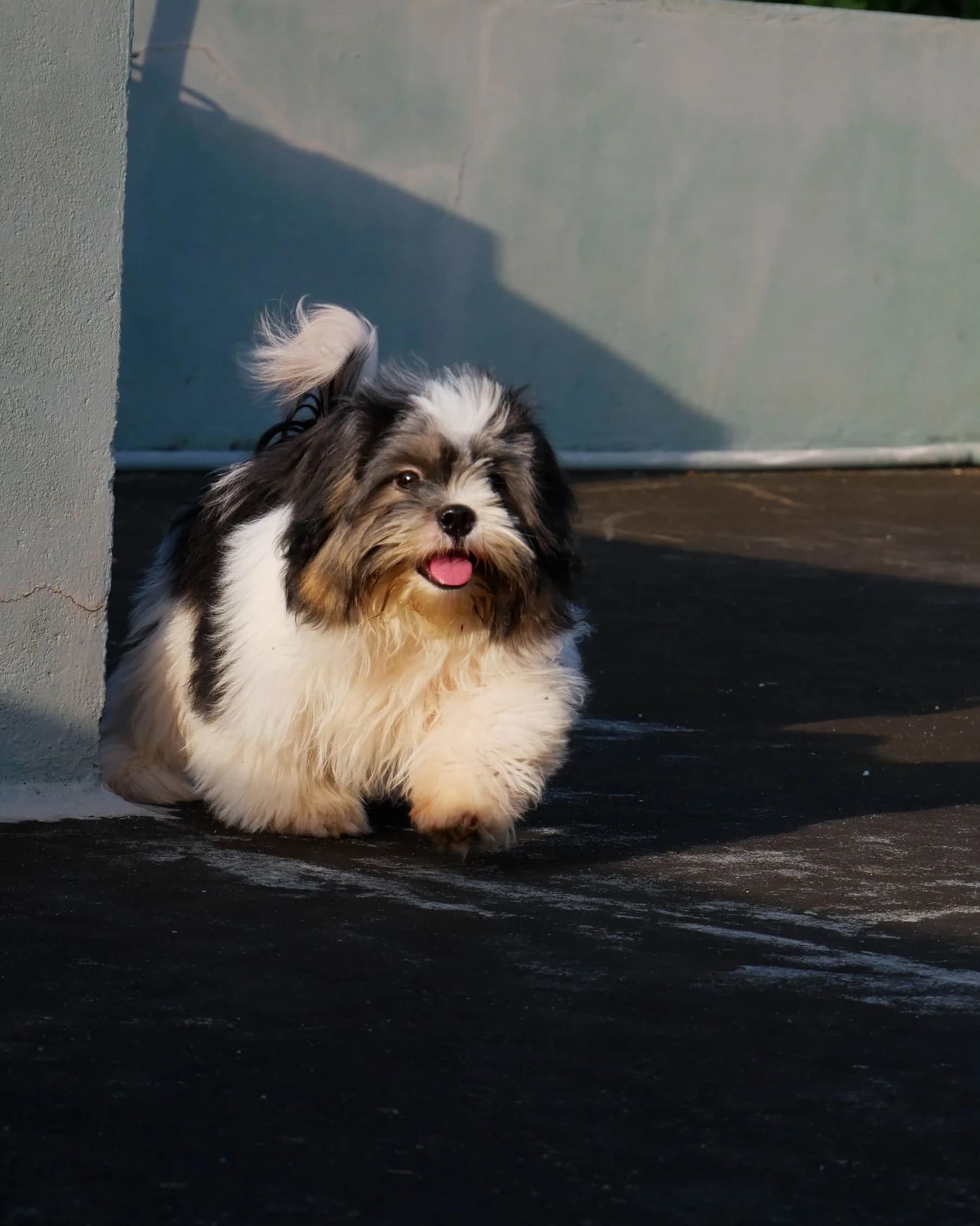 Black and white Shih Tzu with its tongue out