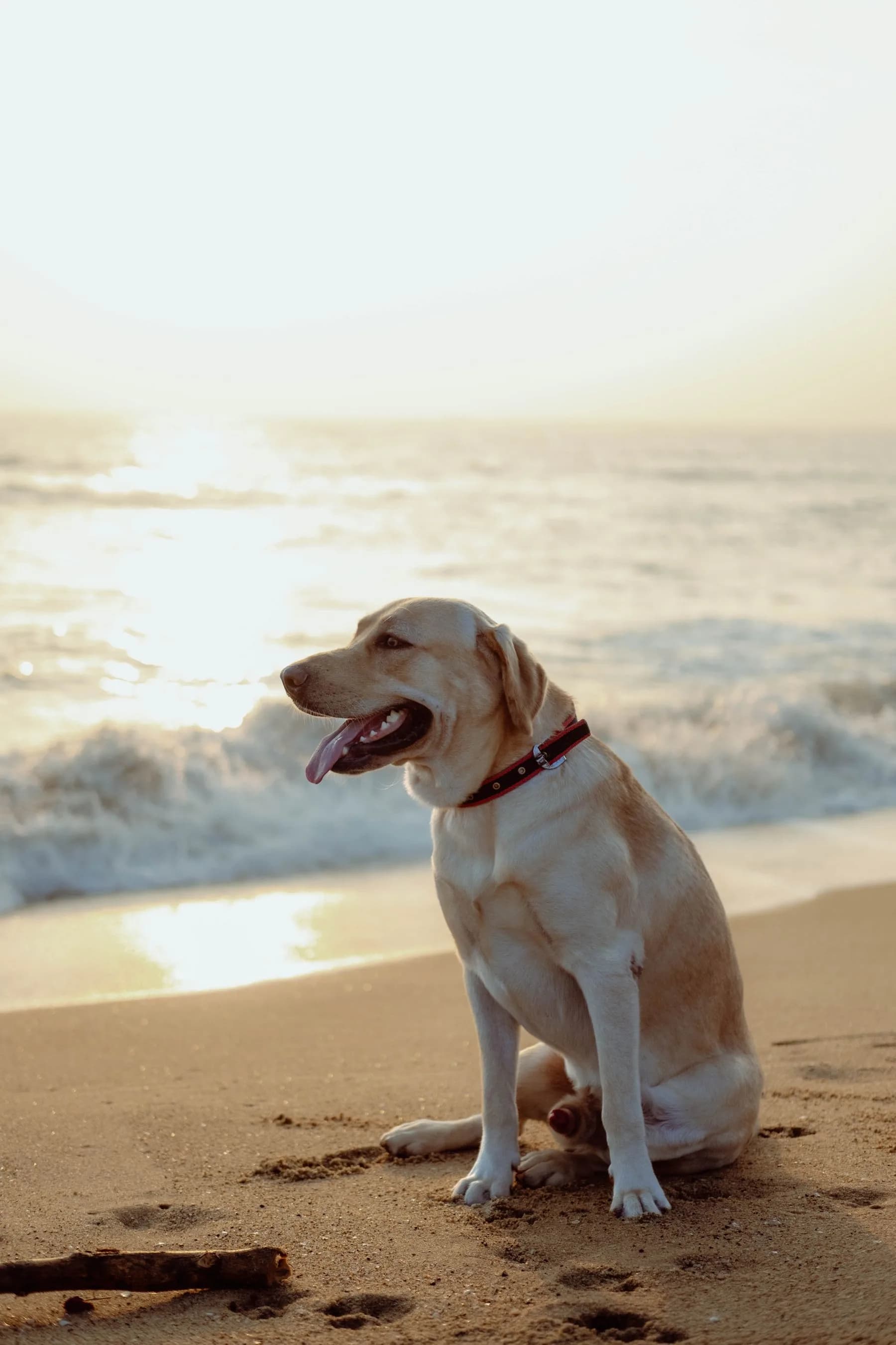 Labrador Retriever enjoying the beach at sunrise