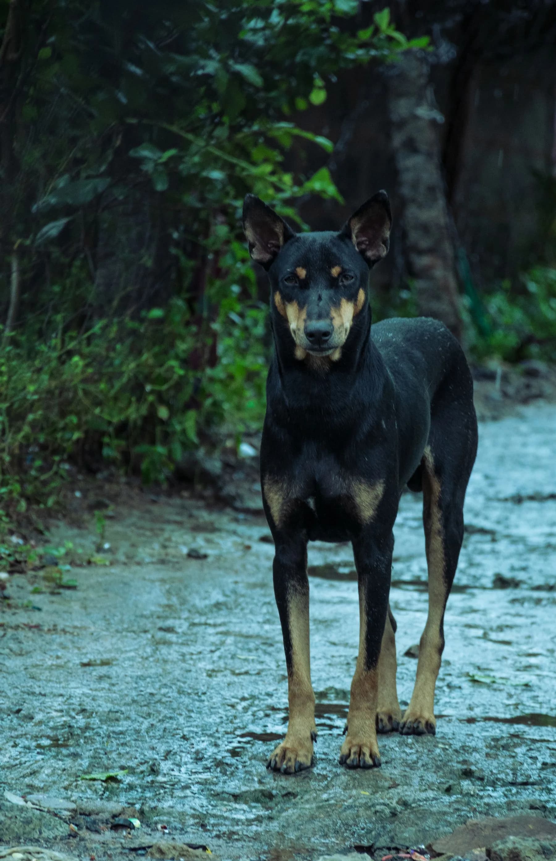 Doberman standing on a woodland path