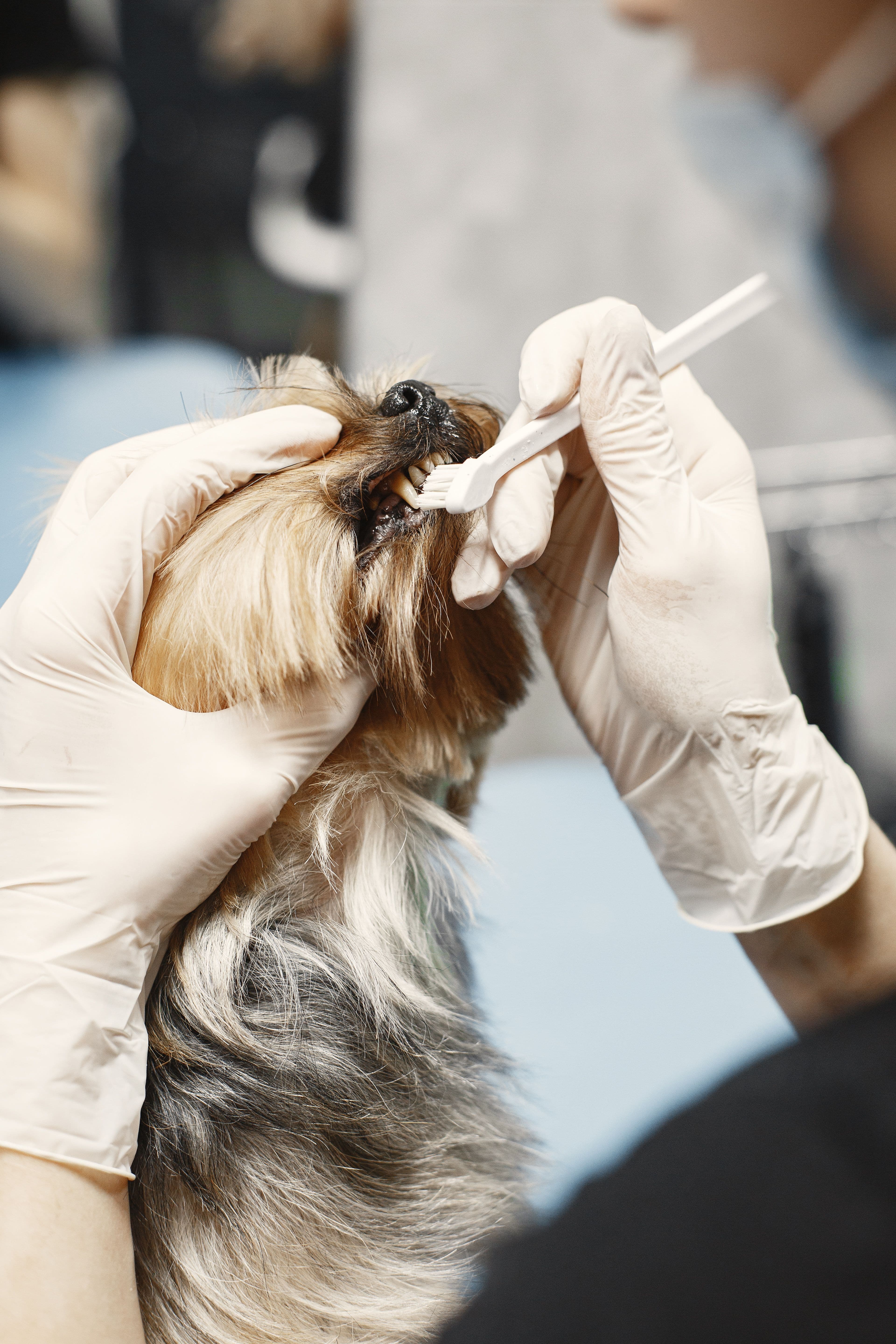 Veterinarian performing dental care on a small dog