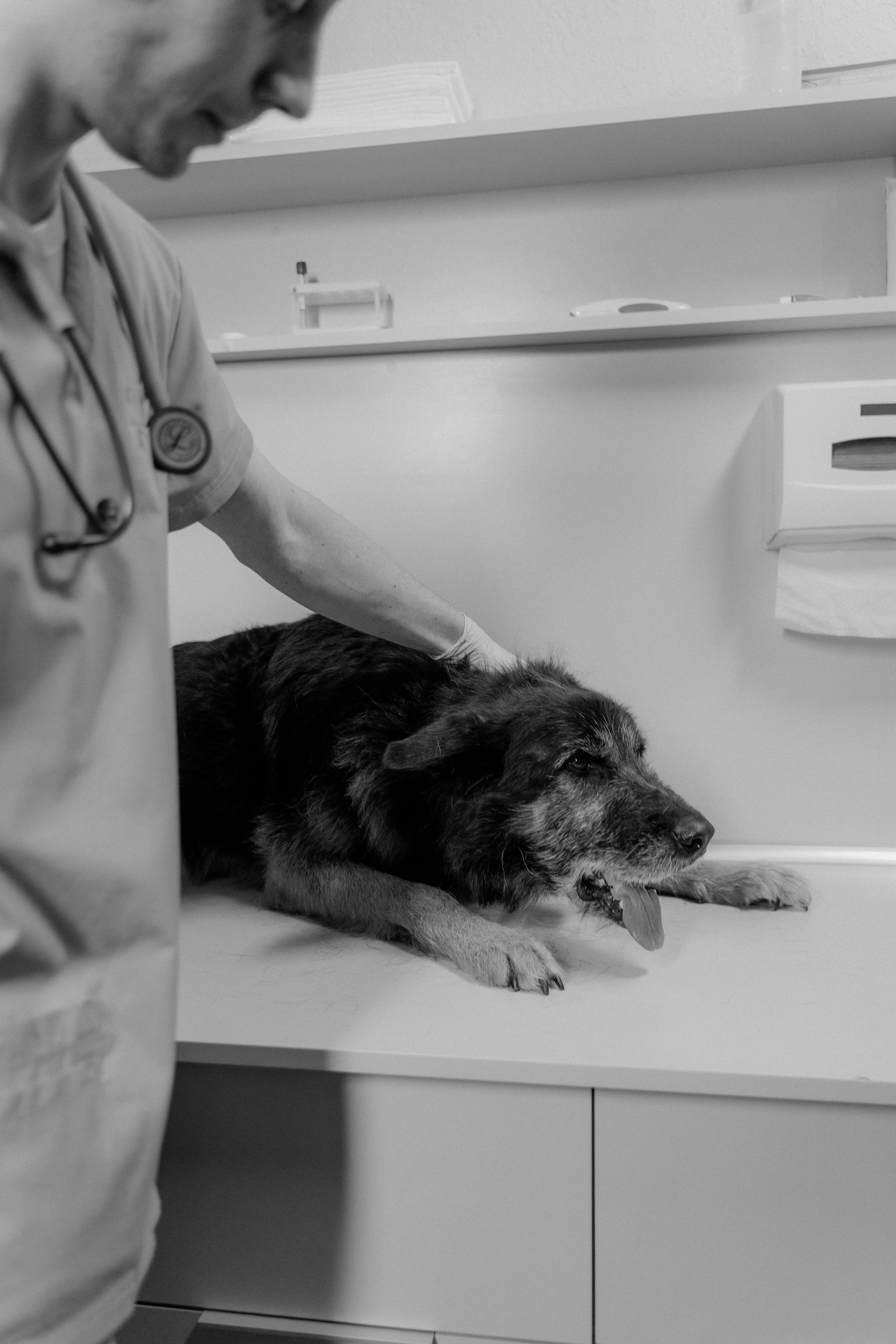 Veterinarian examining a dog on the clinic table